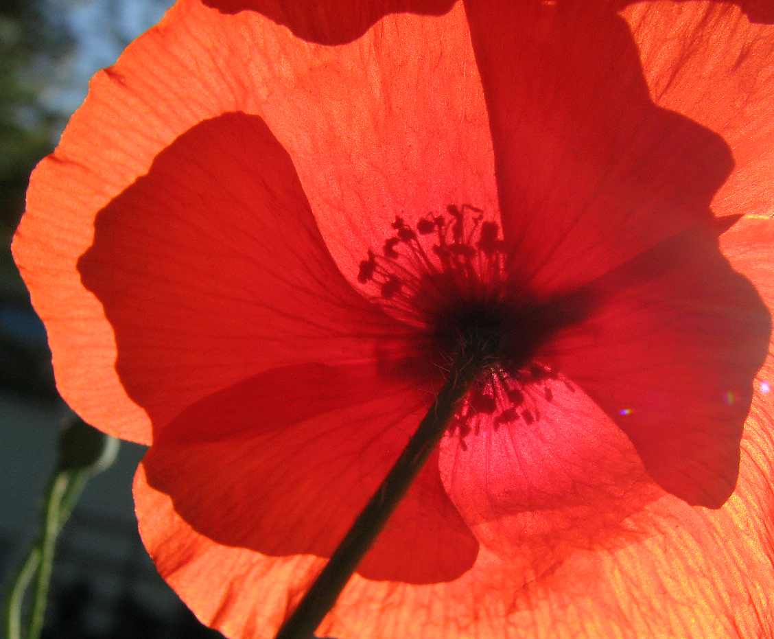 Klatschmohn