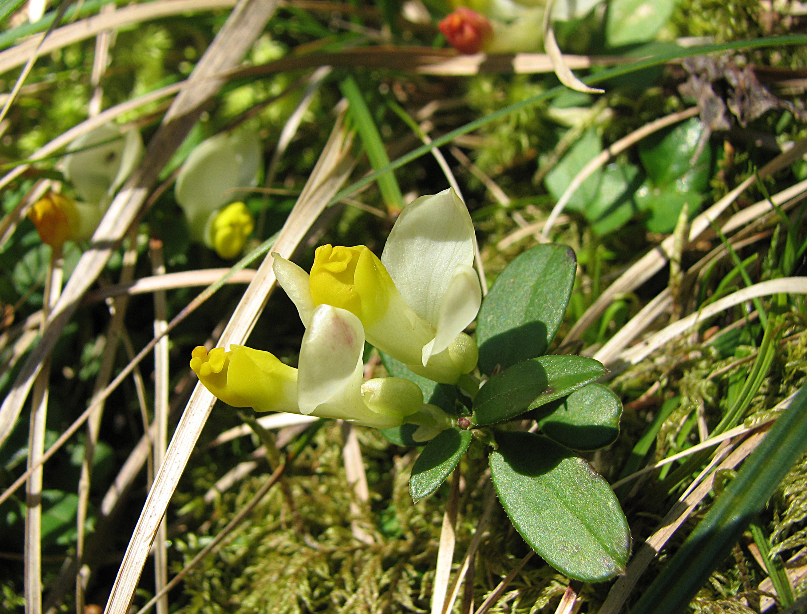 Buchsblättriges Kreuzblümchen