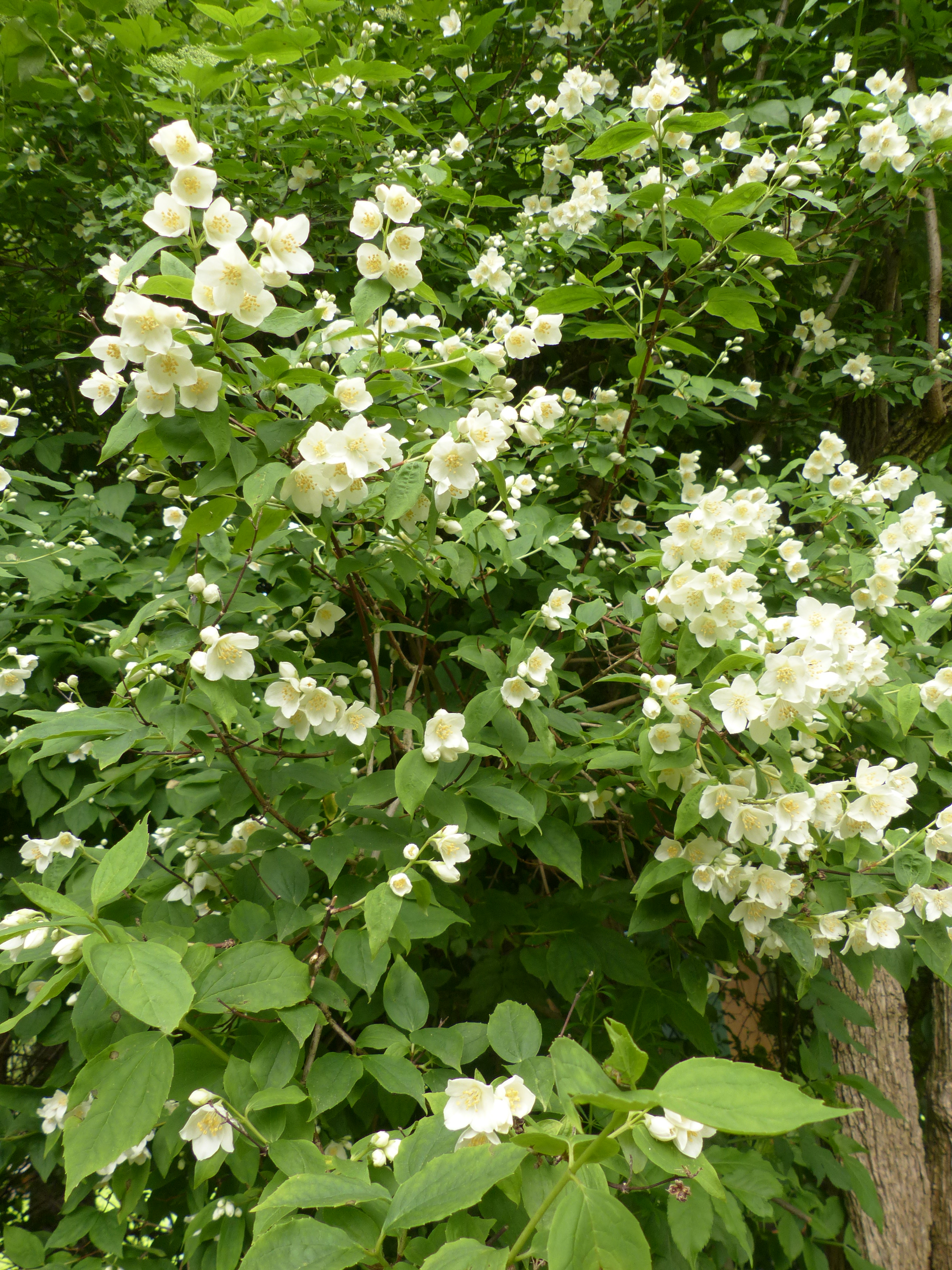 Bauernjasmin