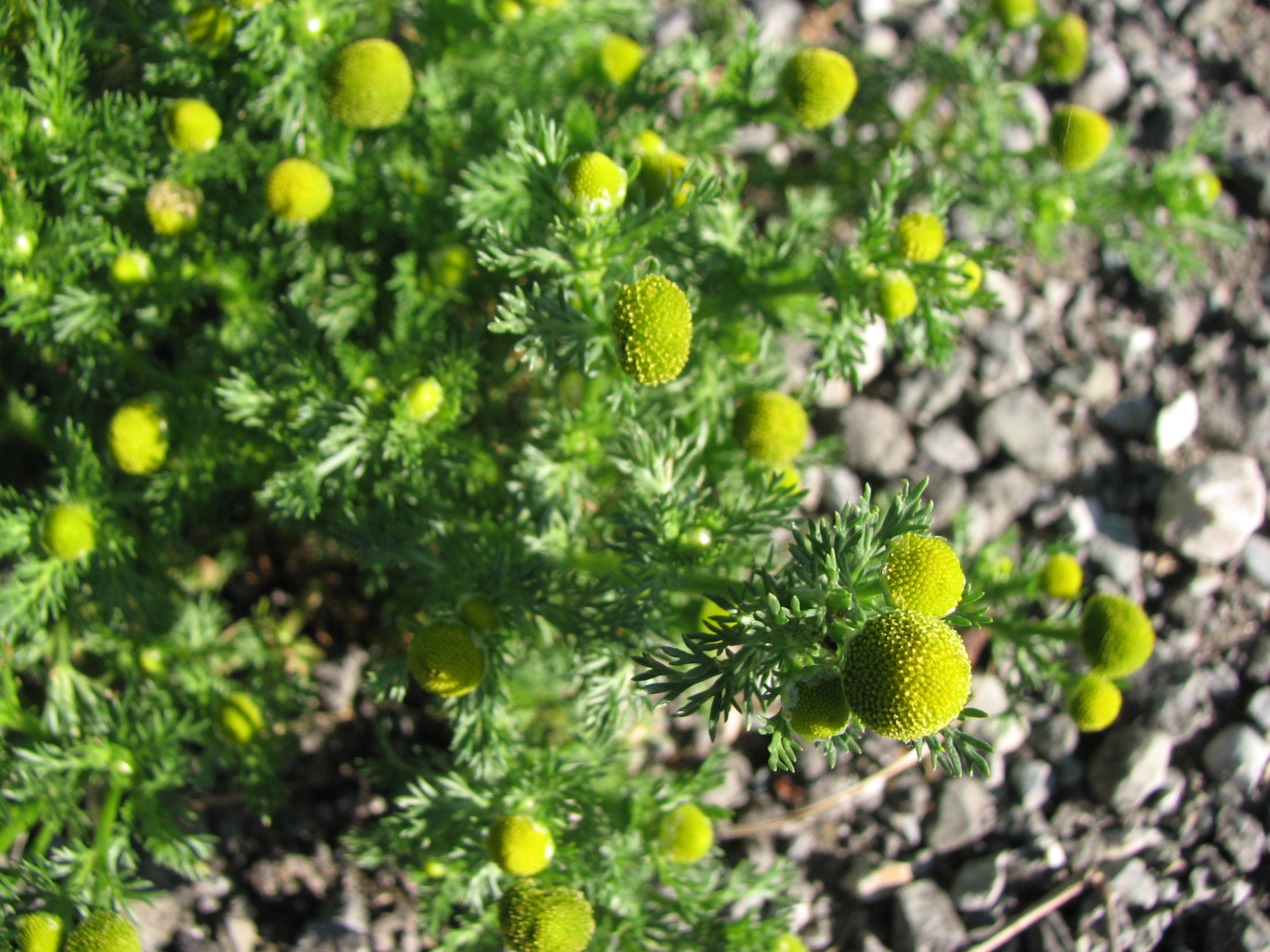 Strahlenlose Kamille