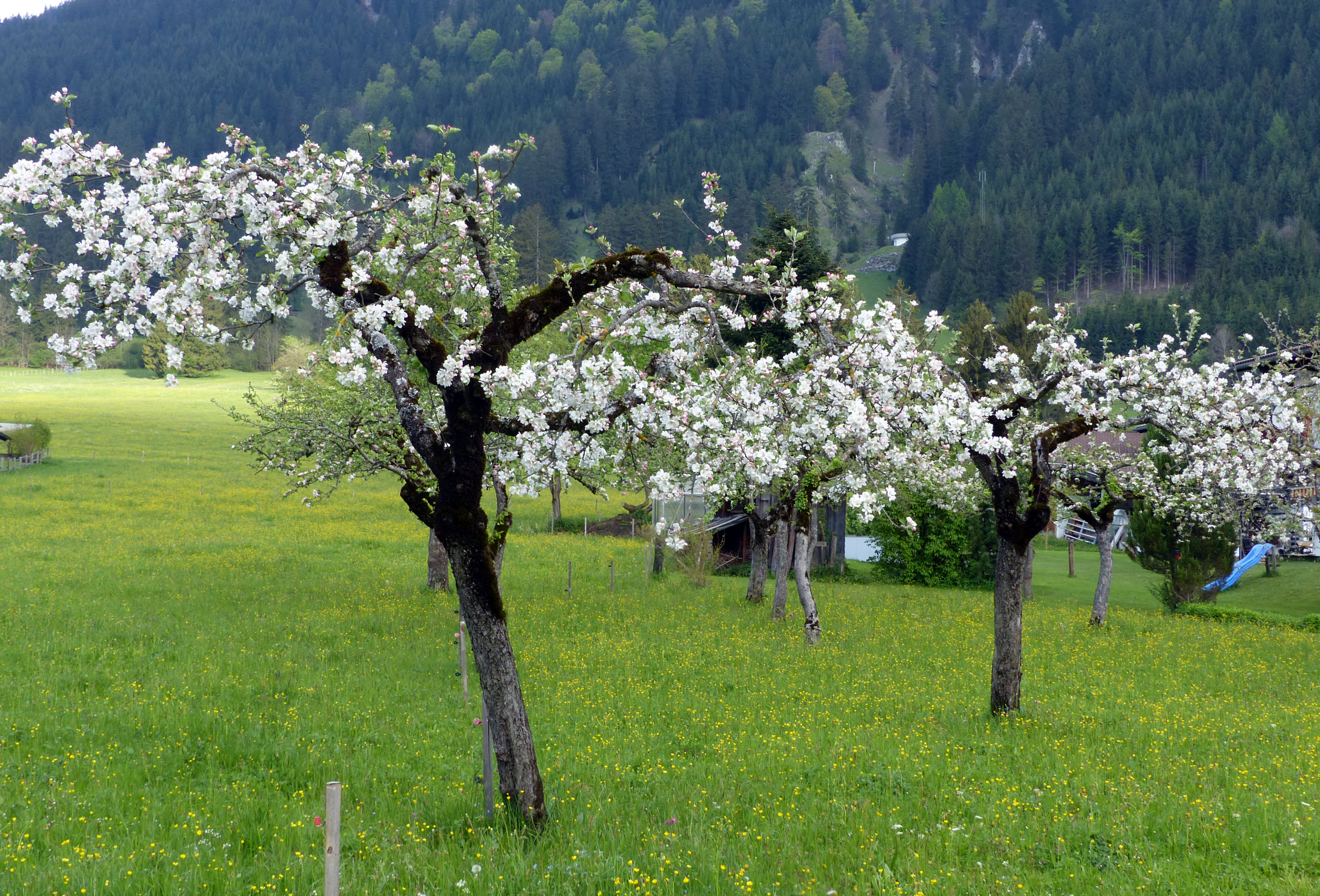 Apfel