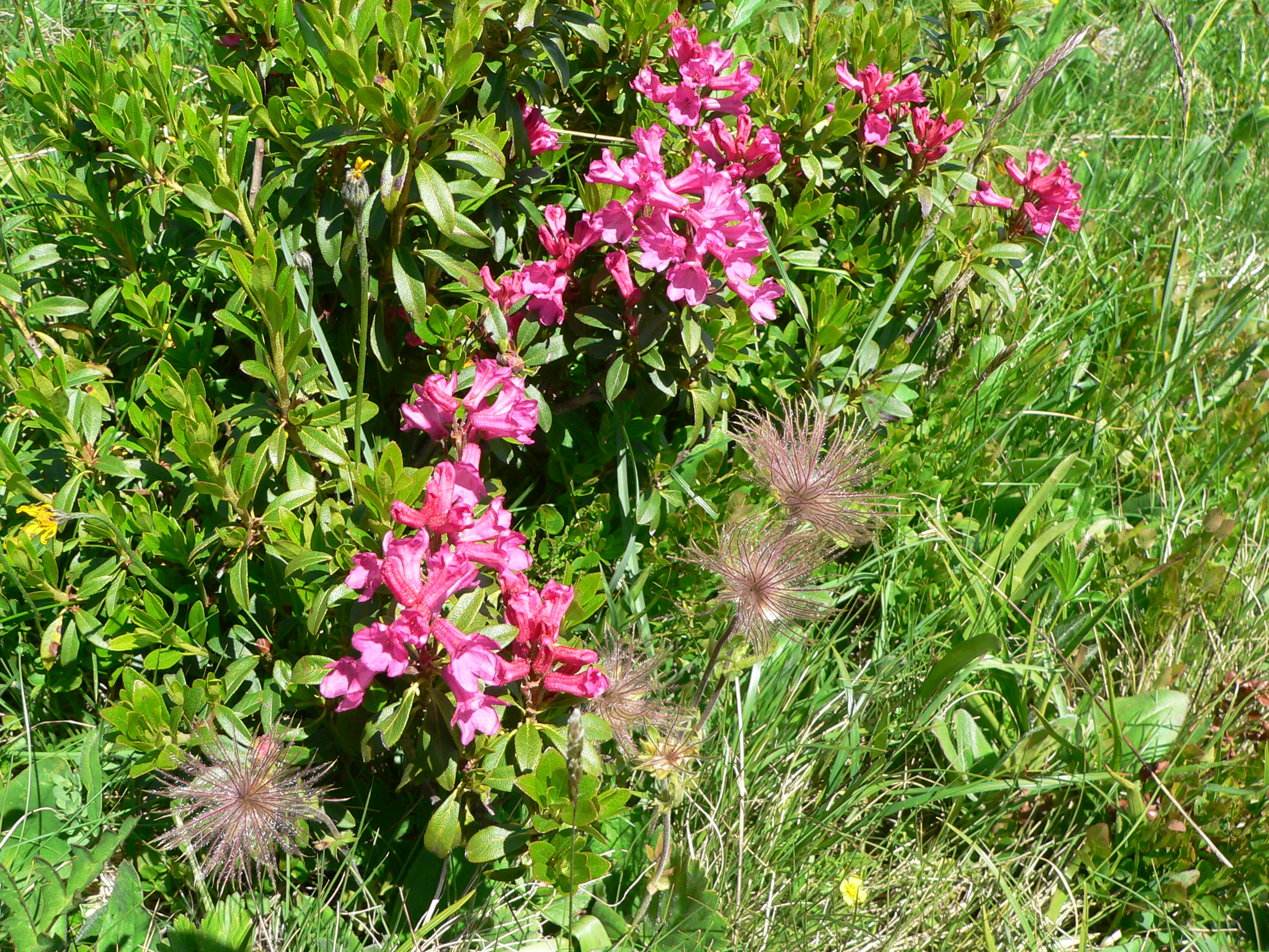 Rostblättrige Alpenrose