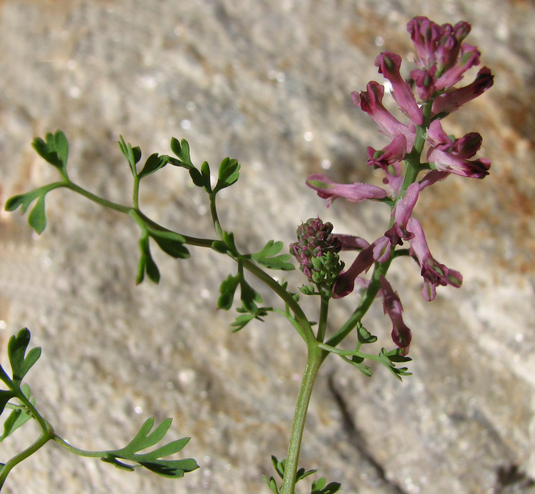 Gewöhnlicher Erdrauch