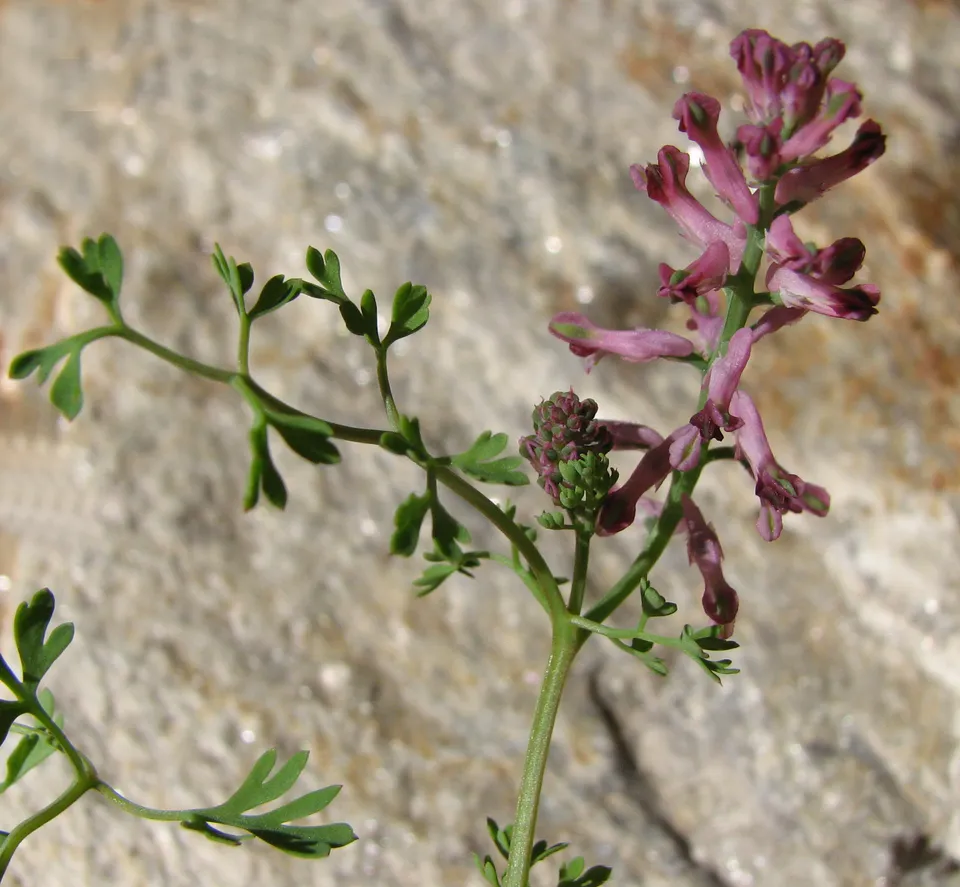 Gewöhnlicher Erdrauch