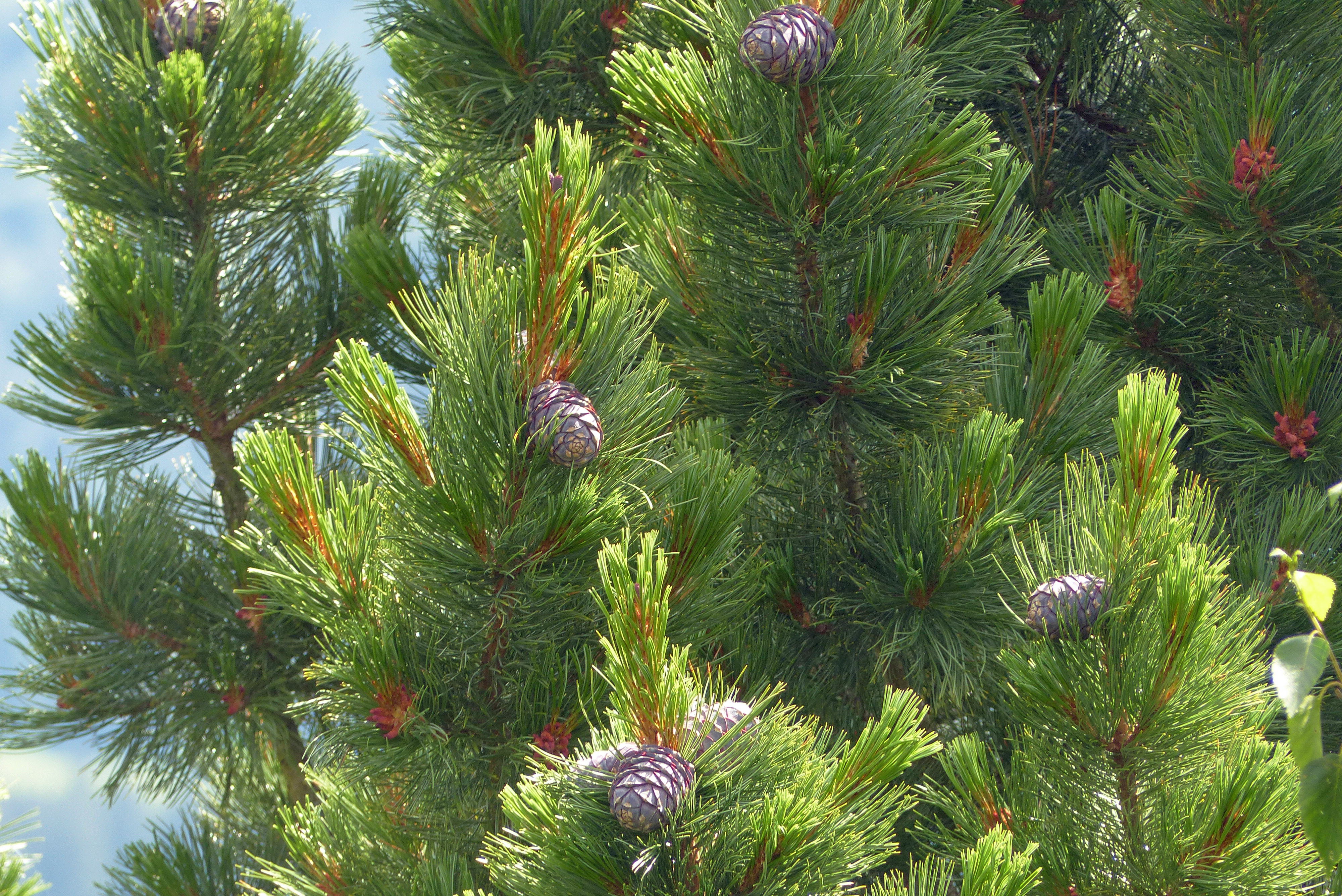 <p>Zirbenzweige mit Jungtrieben, blauen Zapfen und roten männlichen Blüten</p>