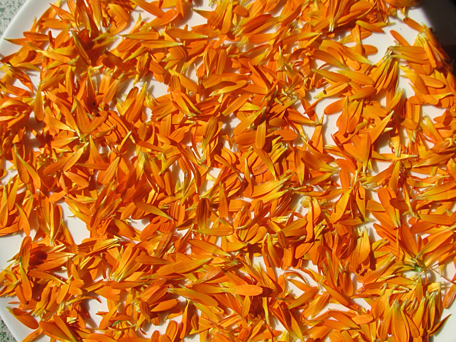Ringelblume