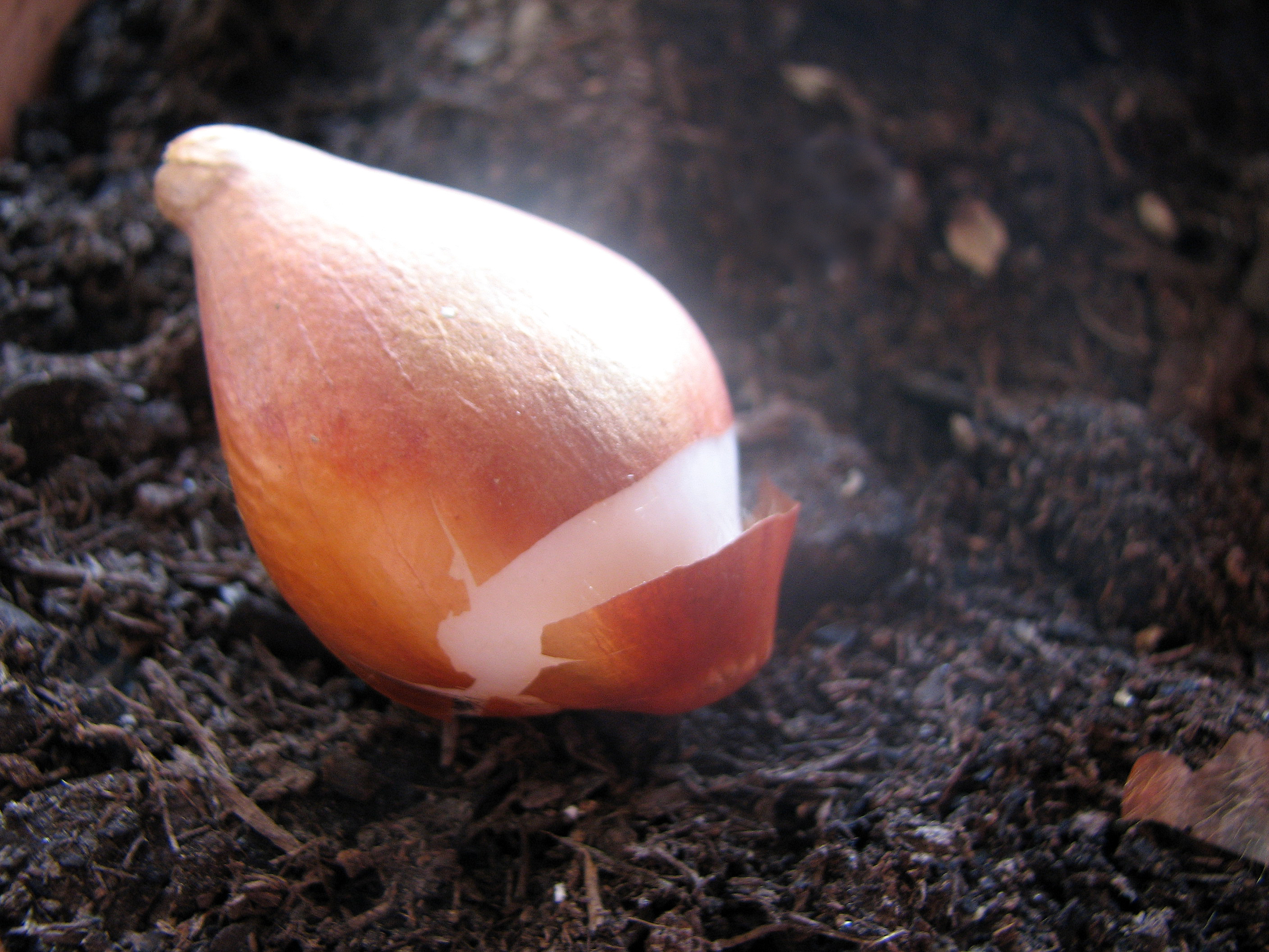 Gartentulpe