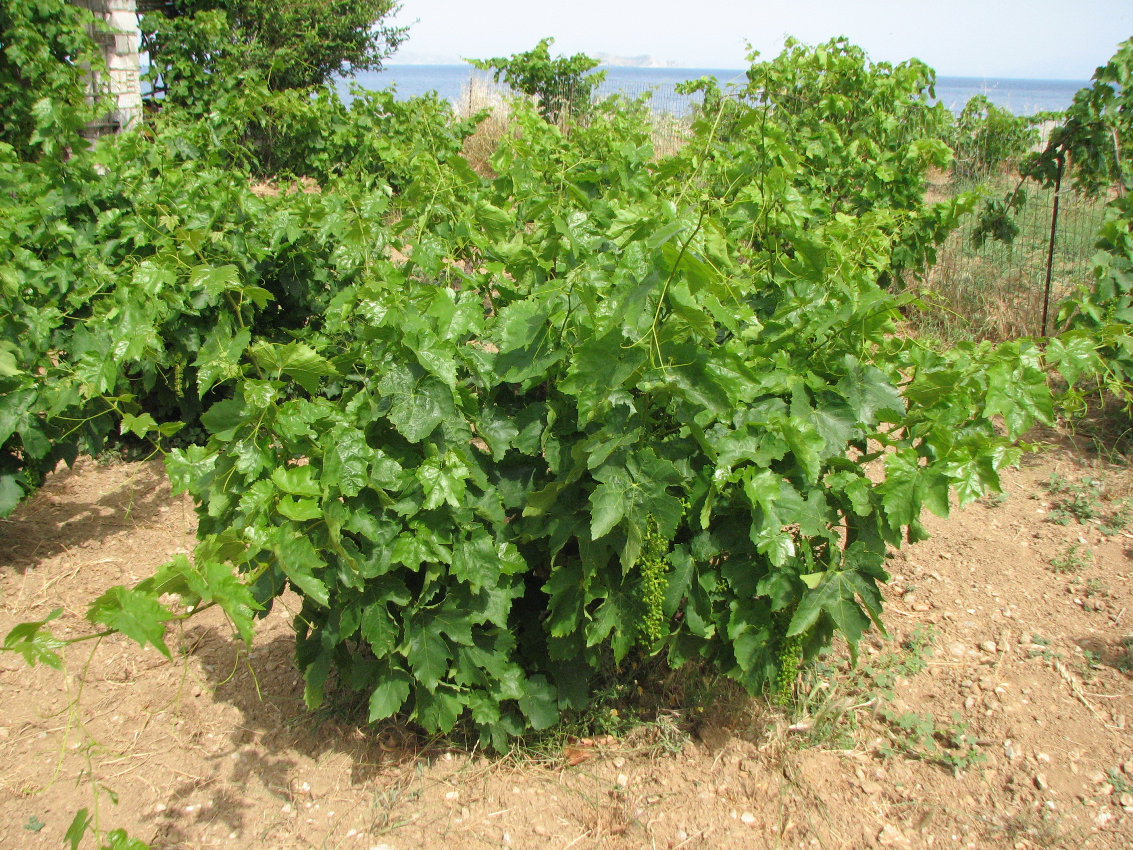 Weinrebe