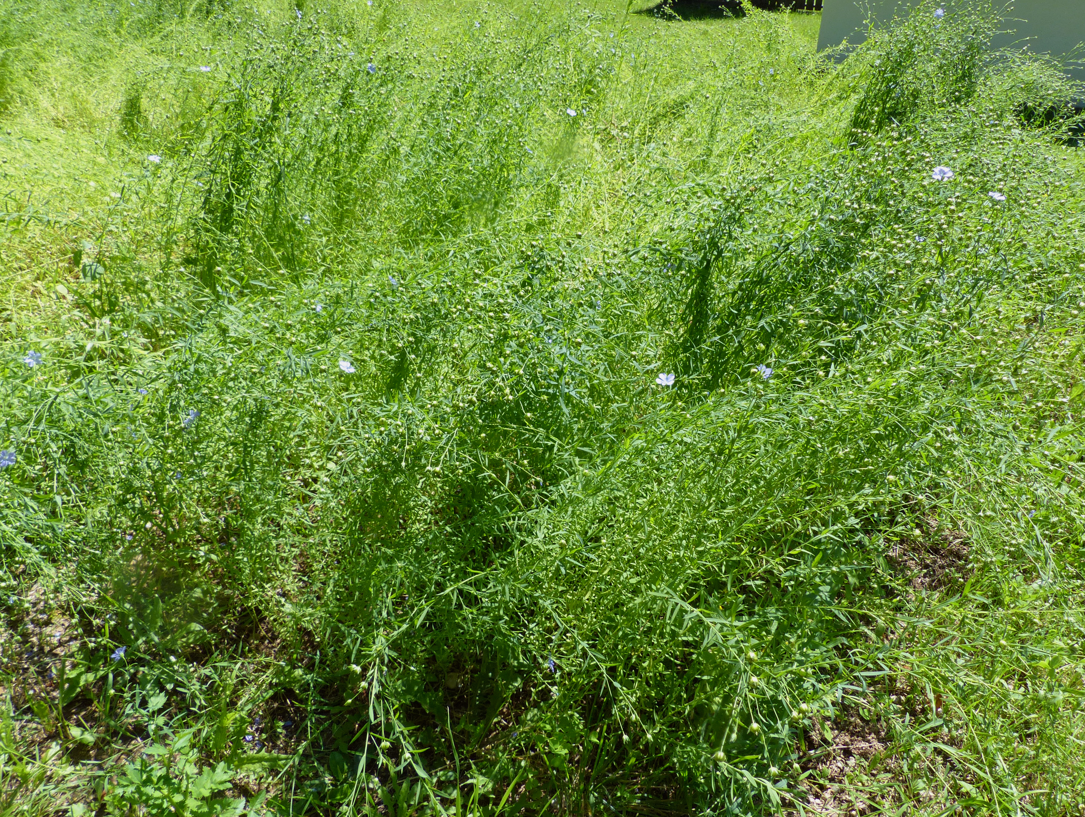 Echter Lein