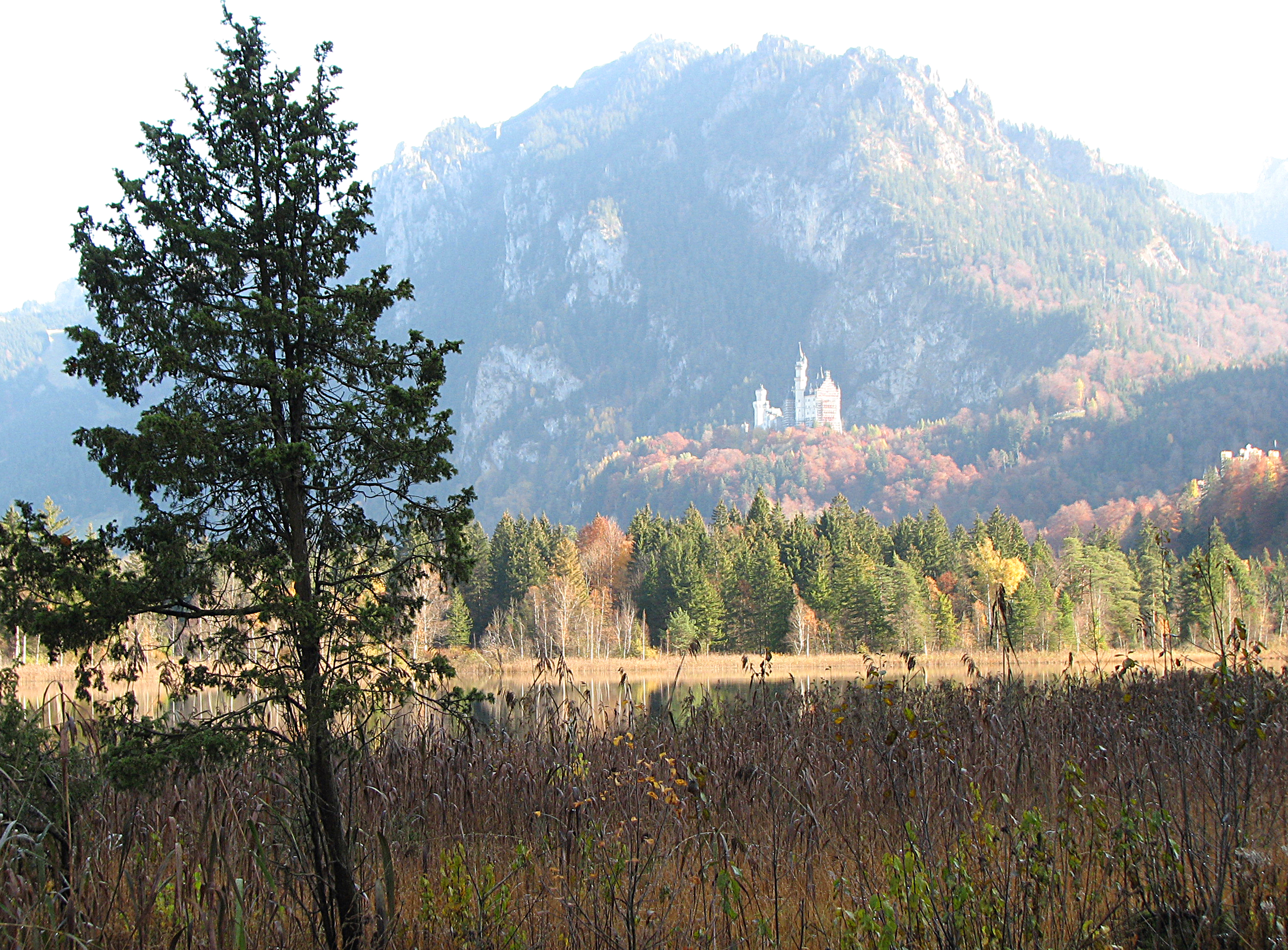 Wacholder