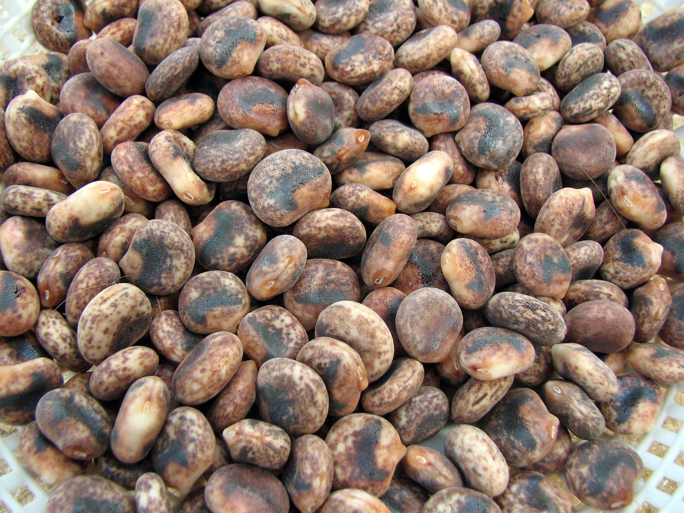 Süßlupinen