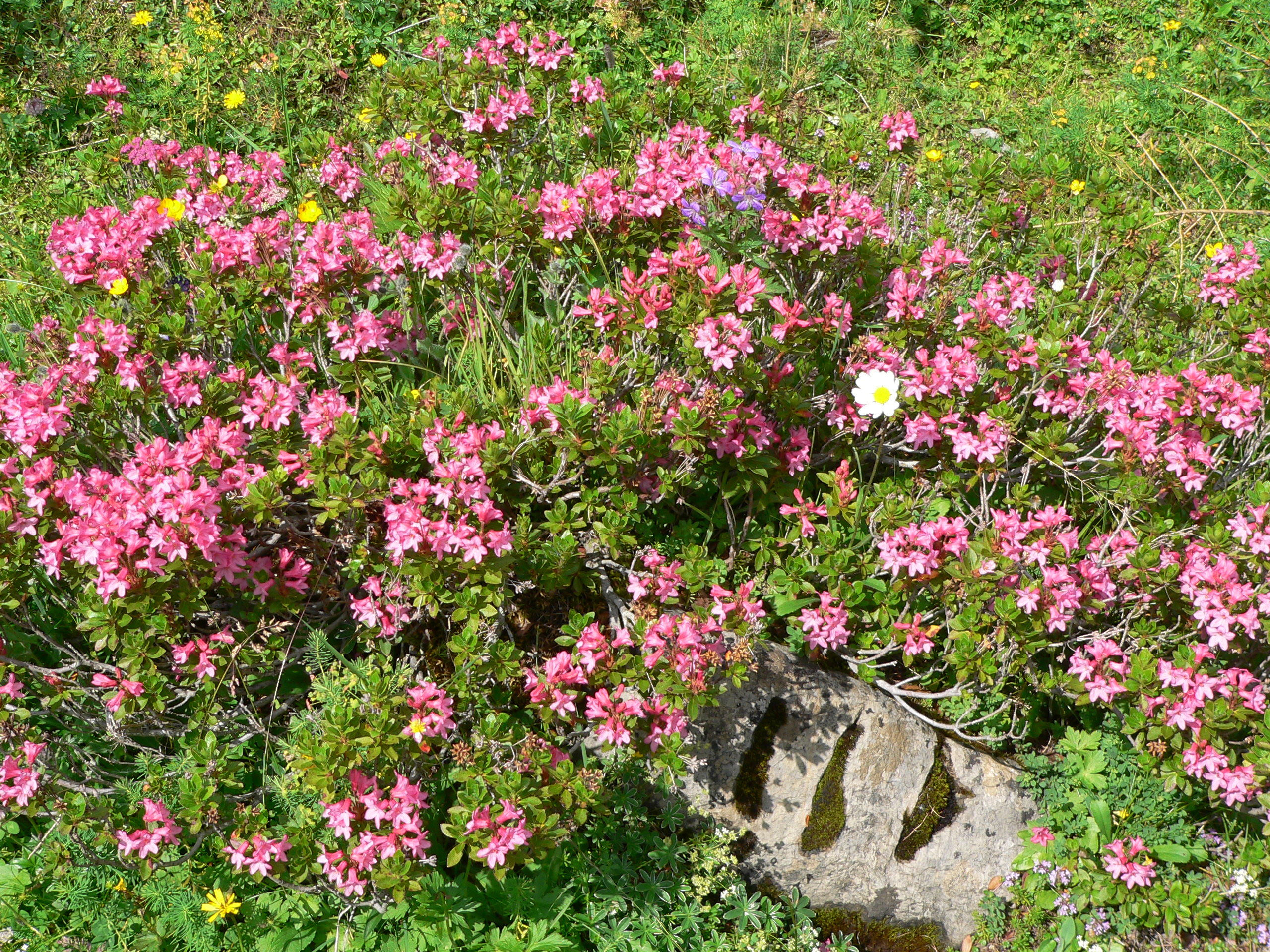 Rostblättrige Alpenrose