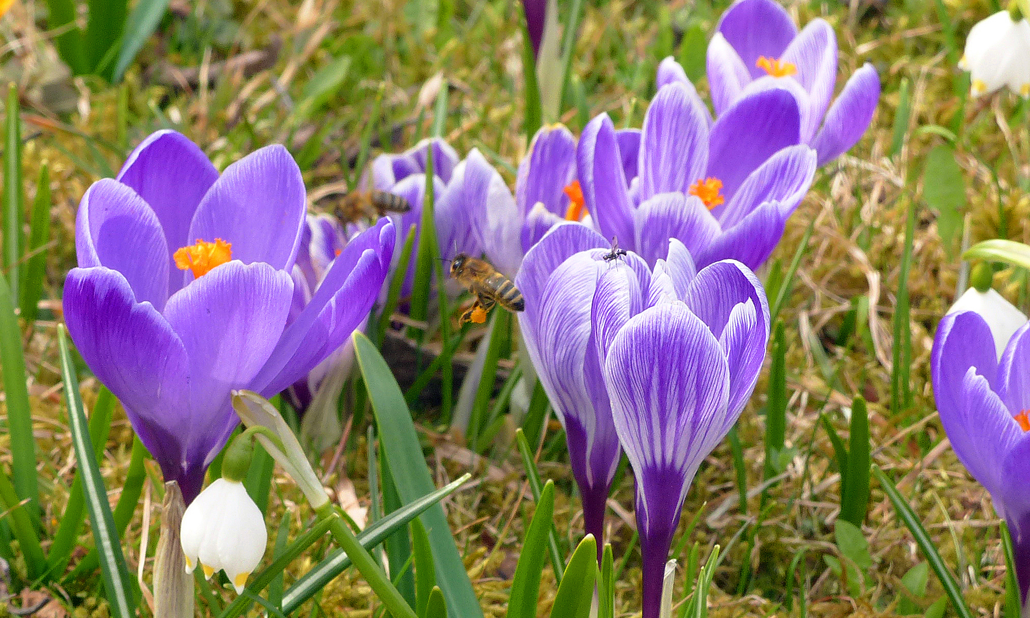 Frühlingskrokus