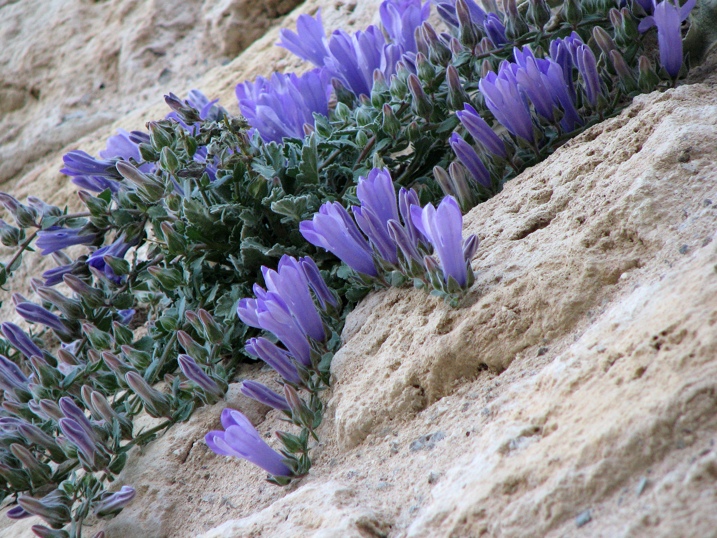 Griechische Felsglockenblume
