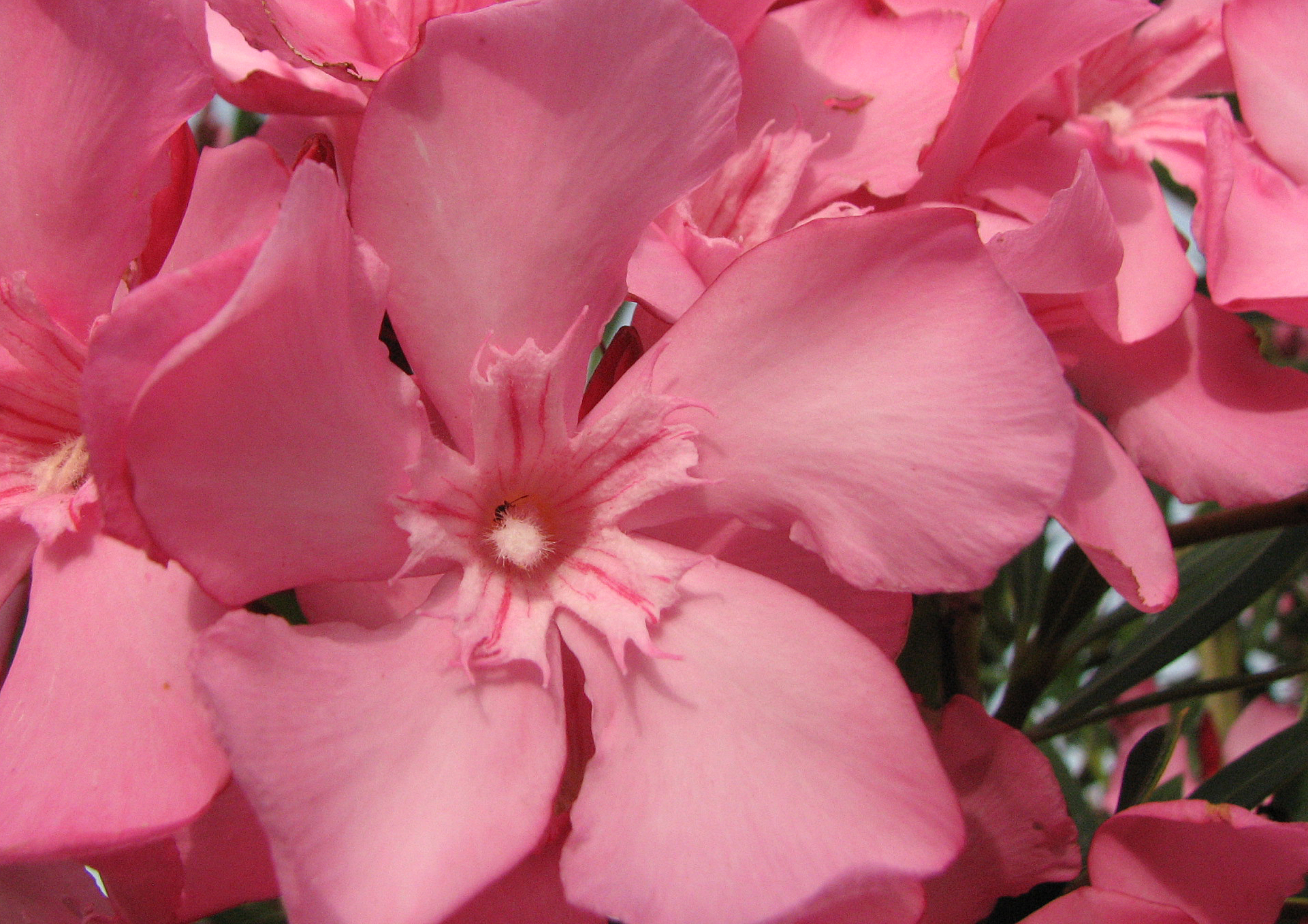 Oleander