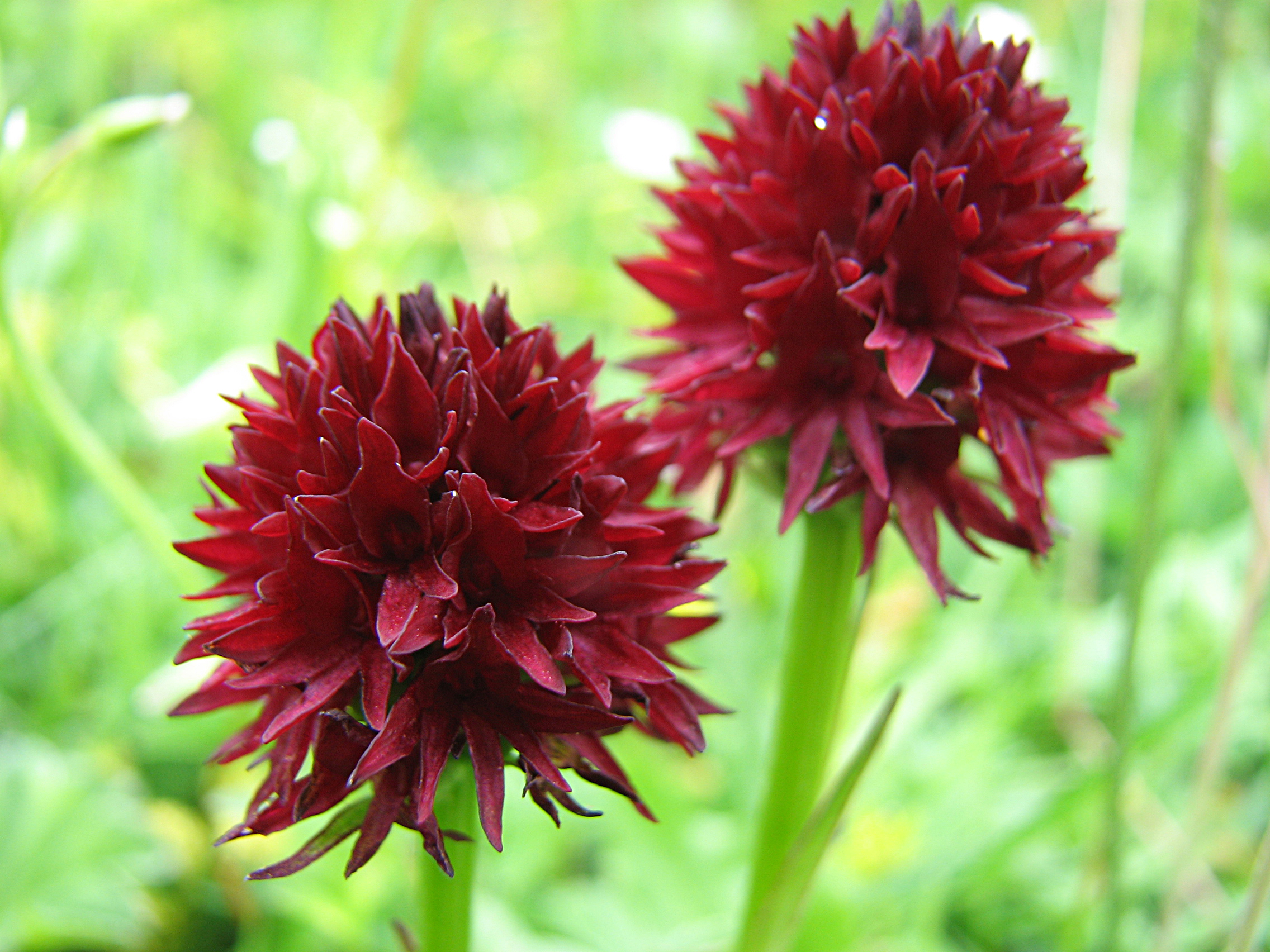 Gewöhnliches Kohlröschen