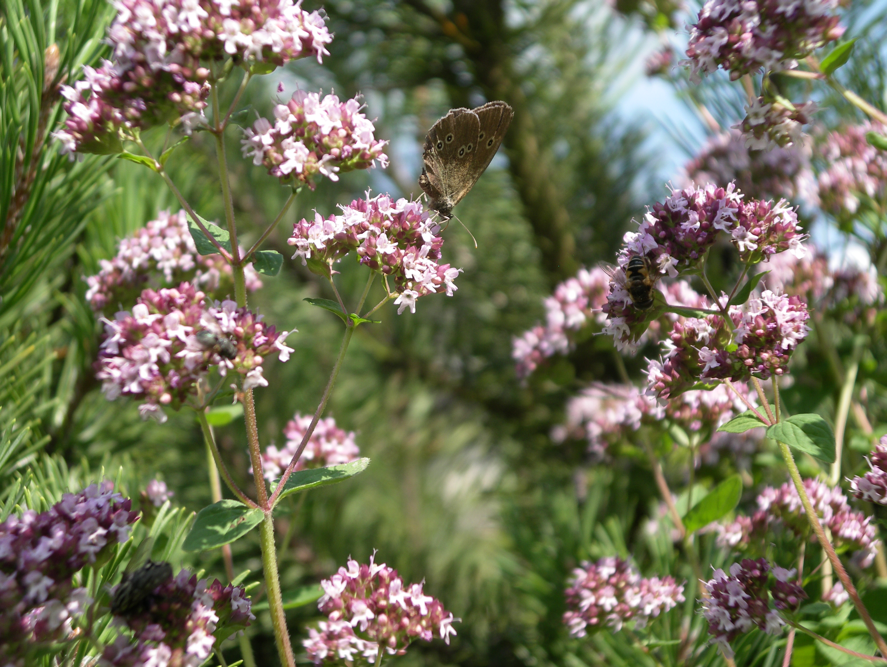 Gewöhnlicher Echter Dost