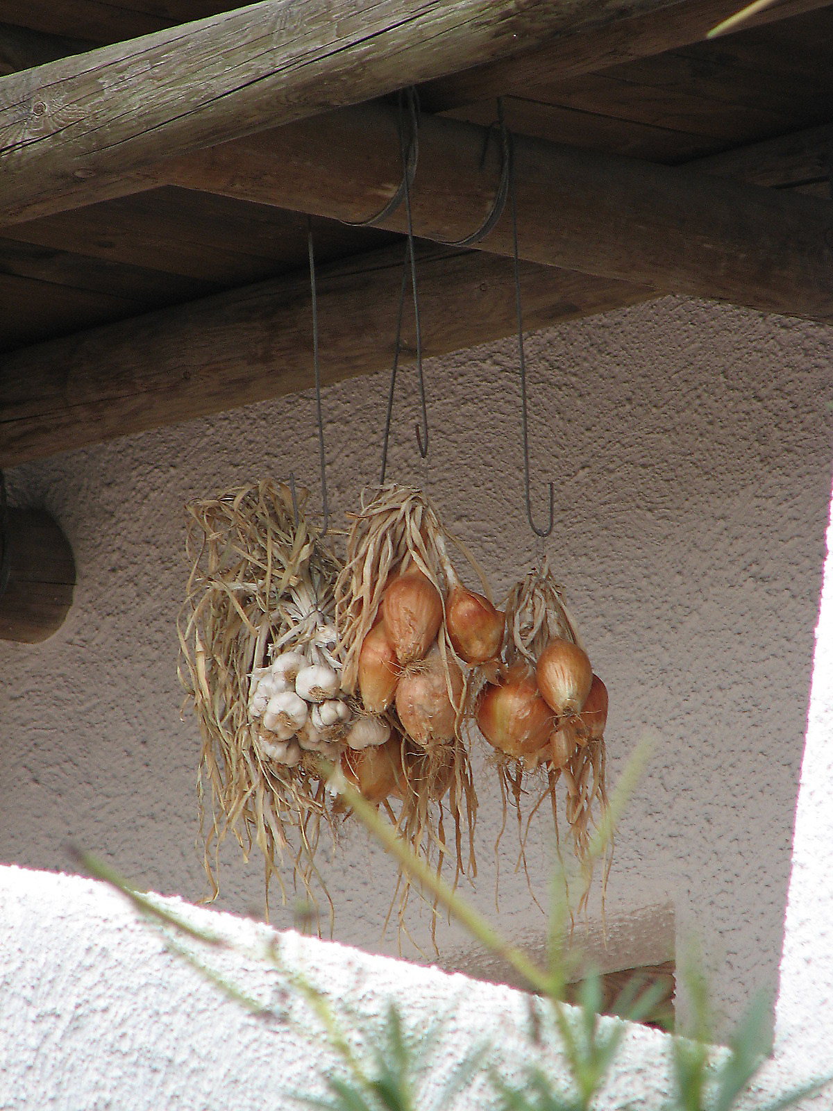 Knoblauch
