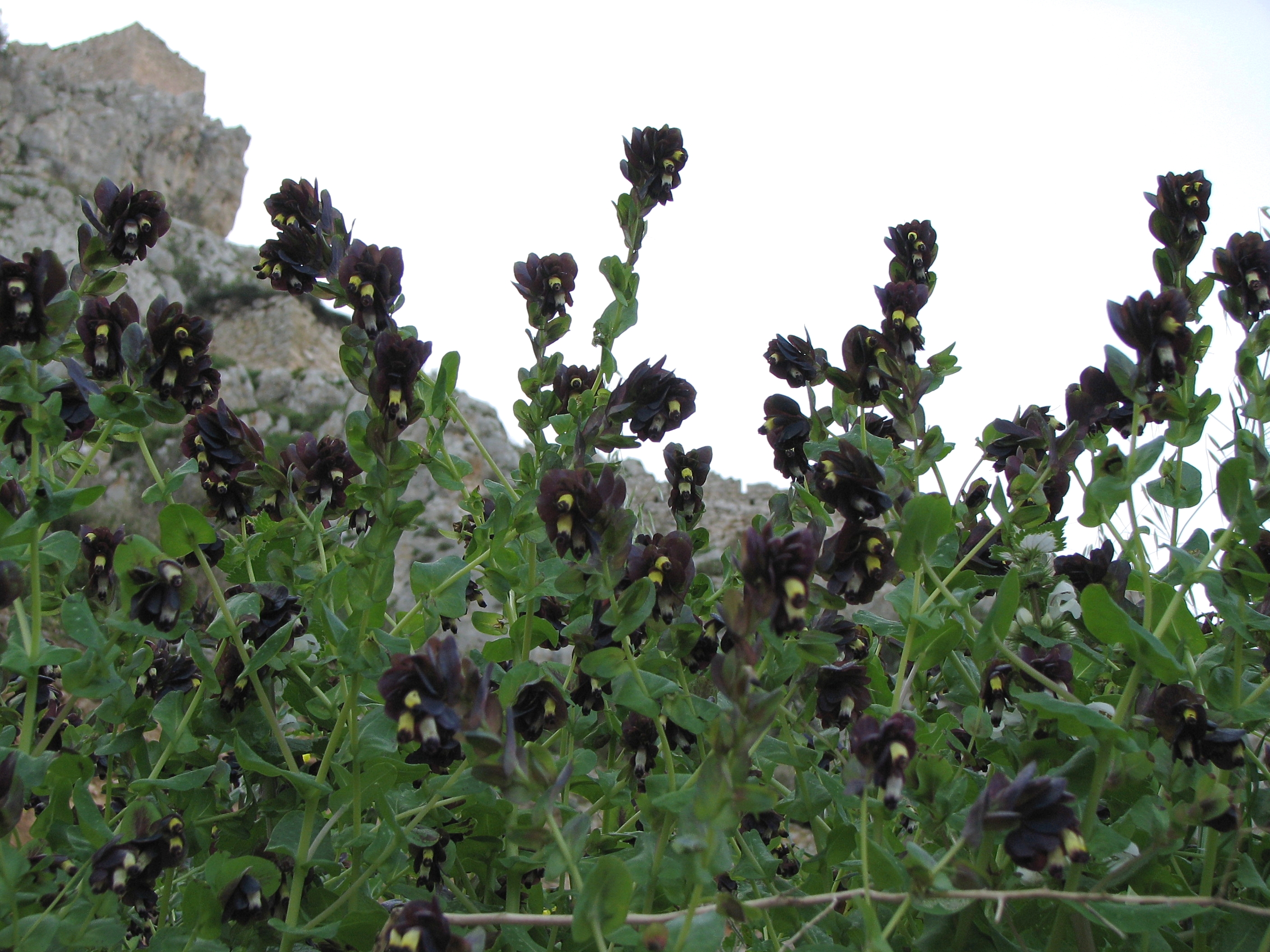 Große Wachsblume