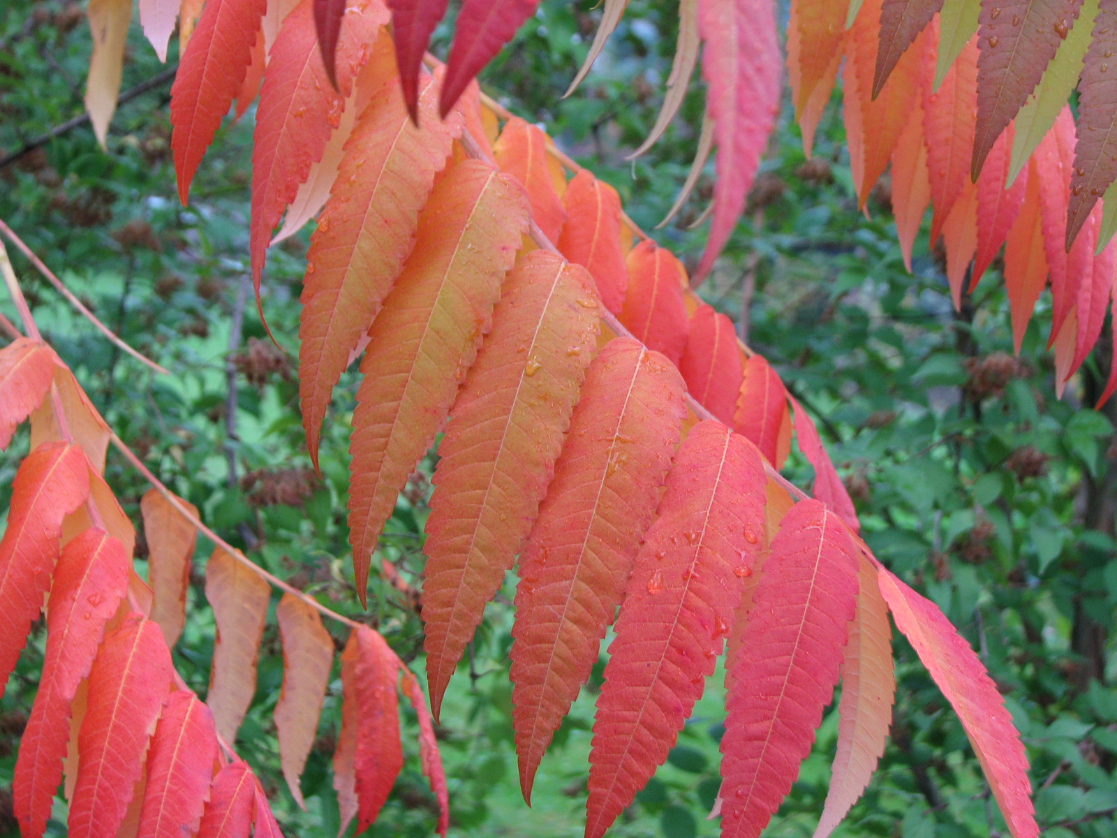 Essigbaum