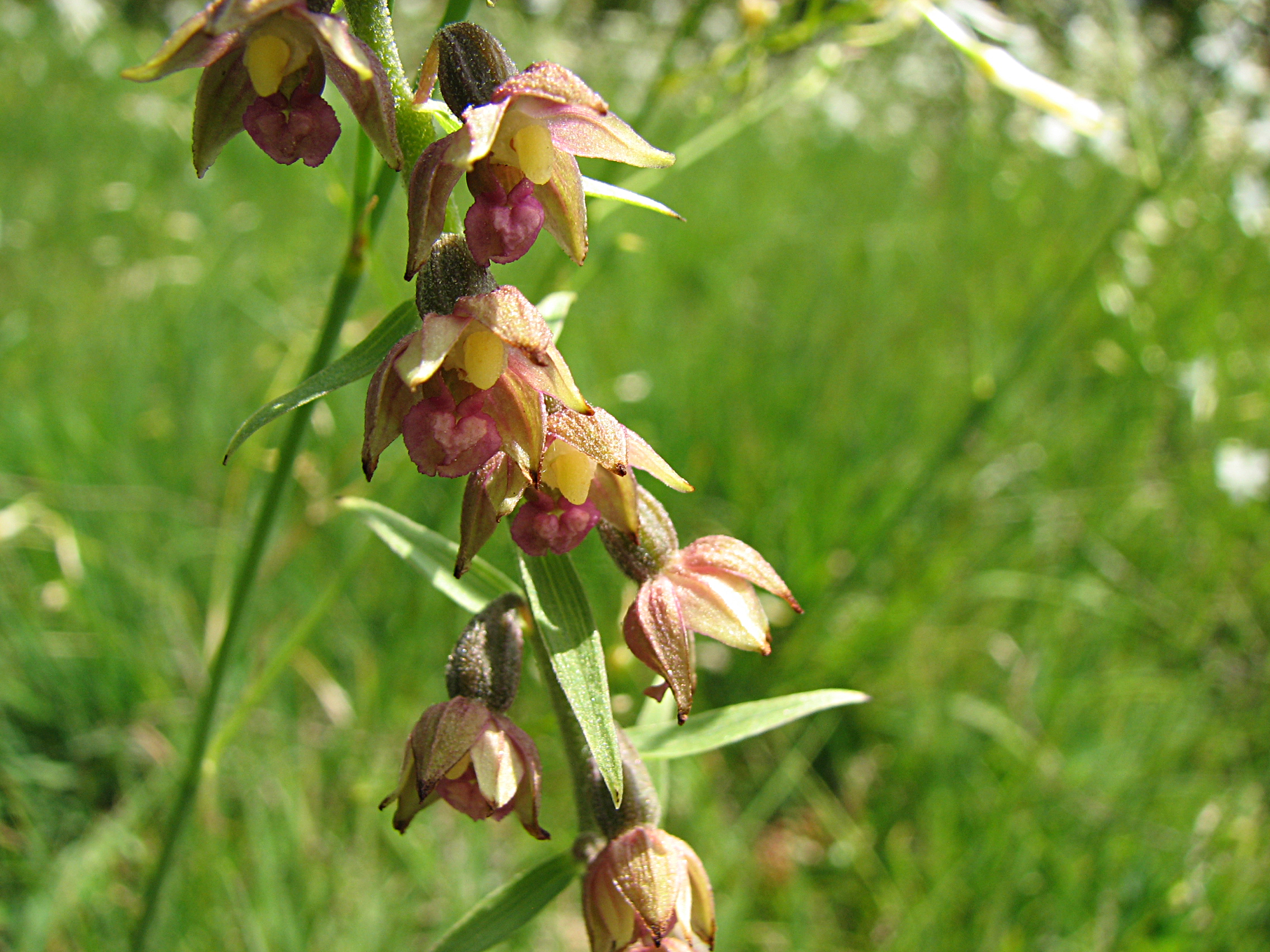 Breitblättrige Stendelwurz