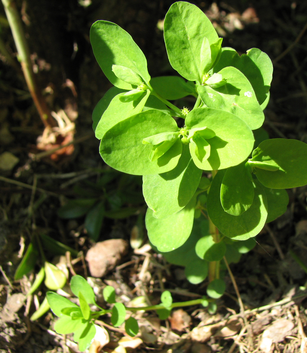 Gartenwolfsmilch