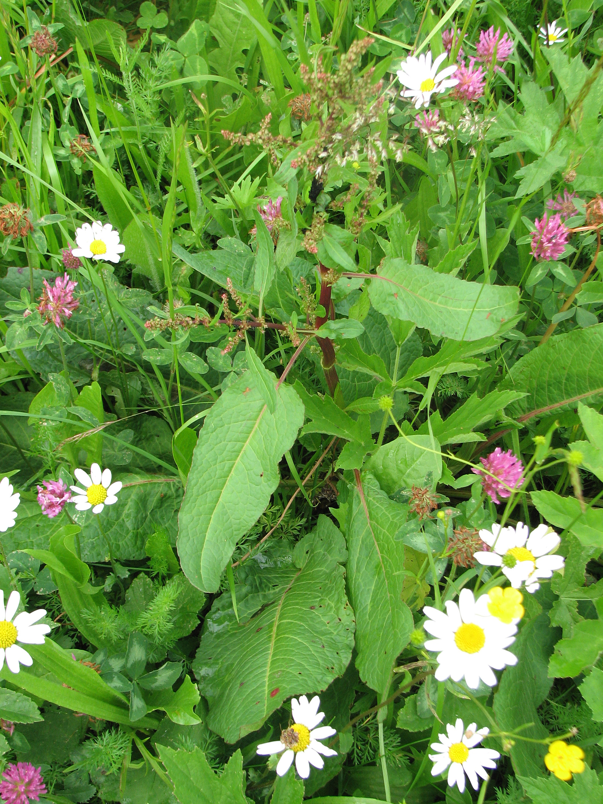 Stumpfblättriger Ampfer