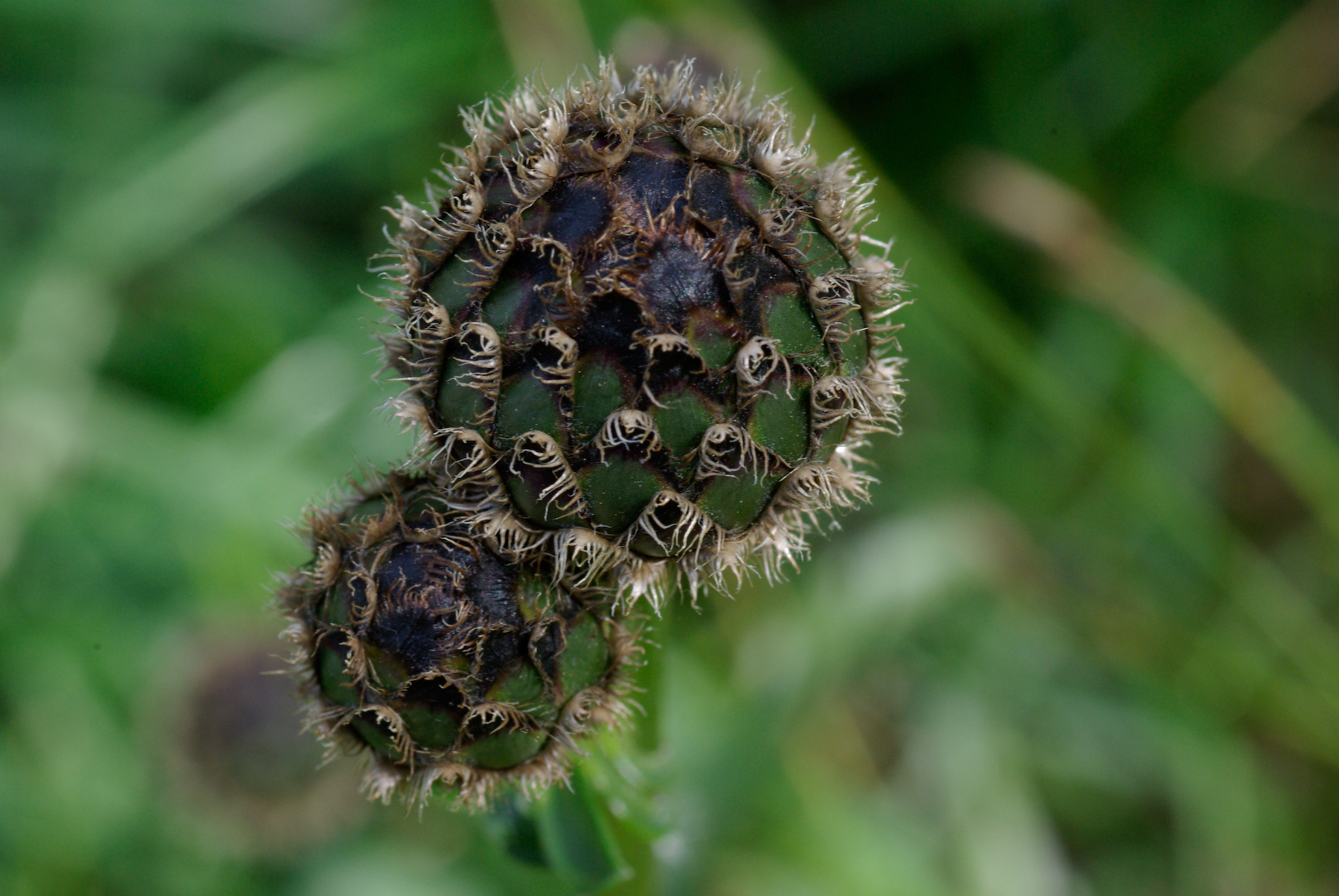 Skabiosenflockenblume