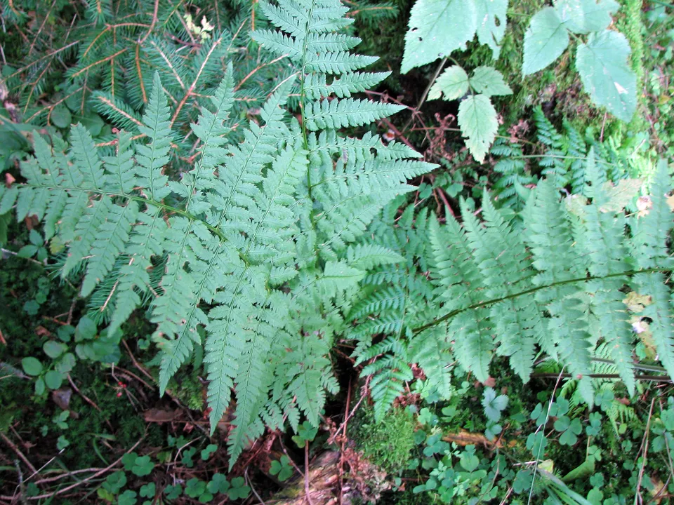 Wald-Frauenfarn