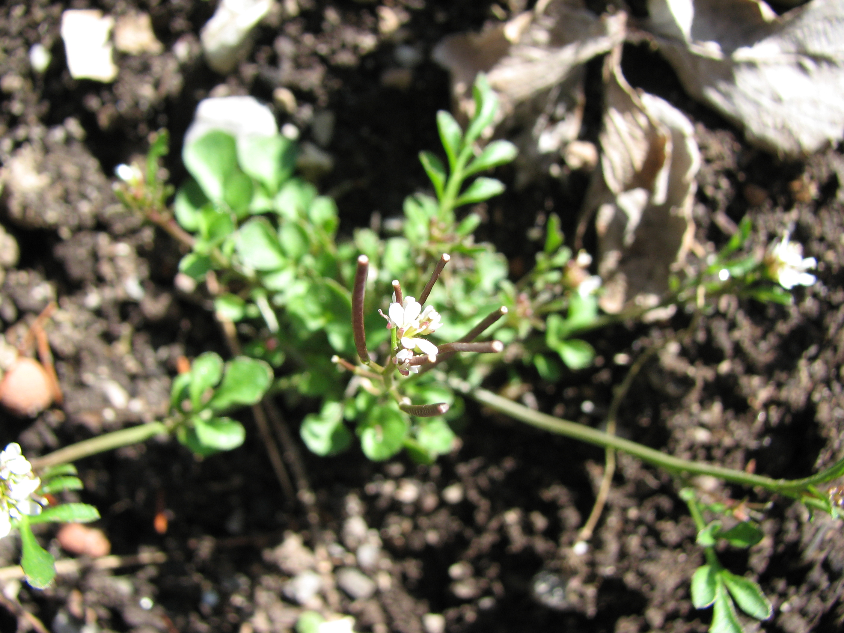 Behaartes Schaumkraut