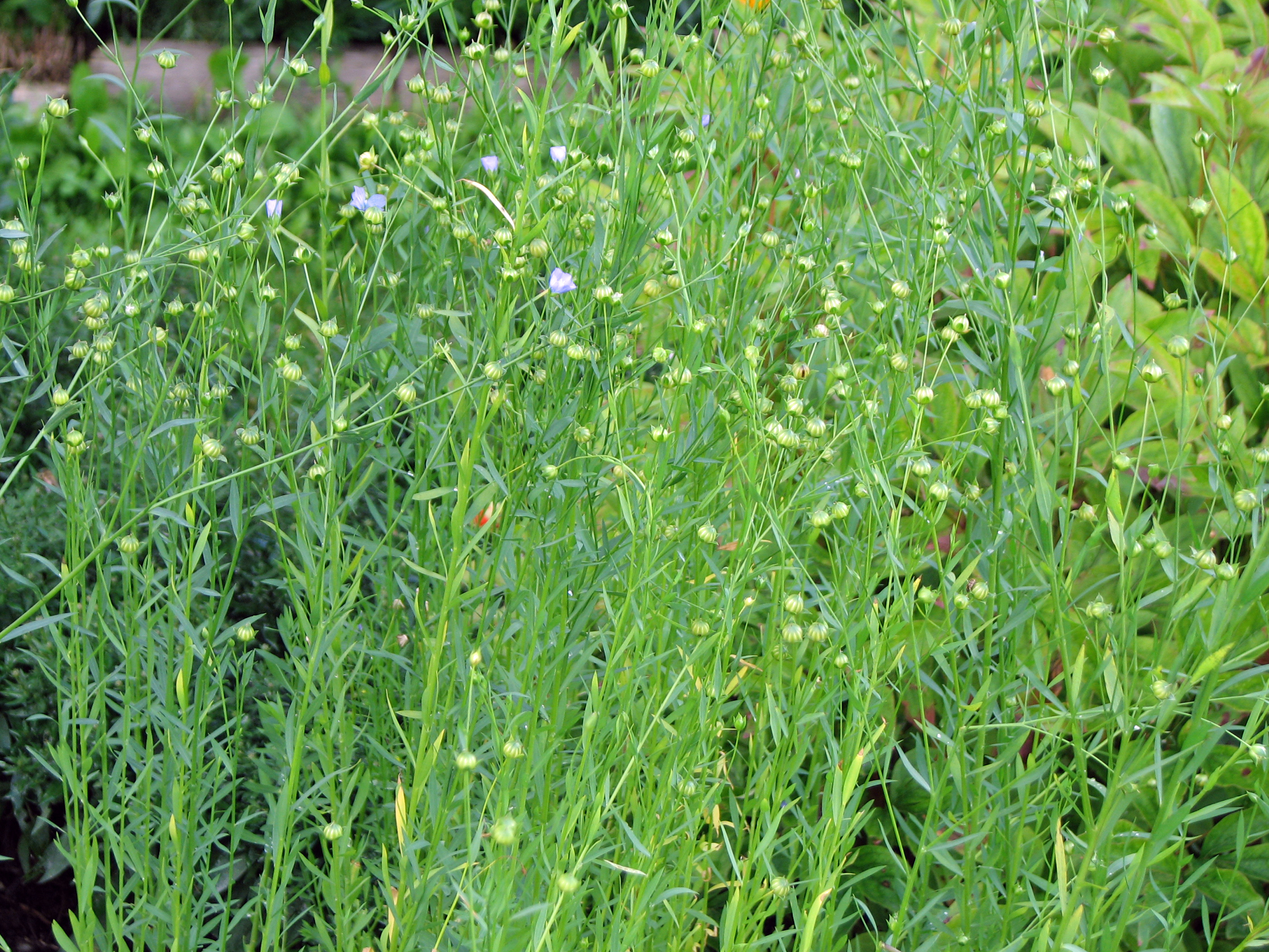 Echter Lein