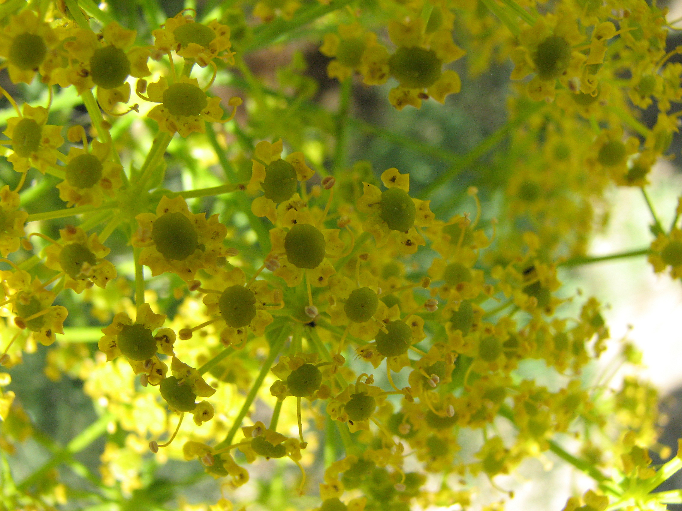 Riesenfenchel