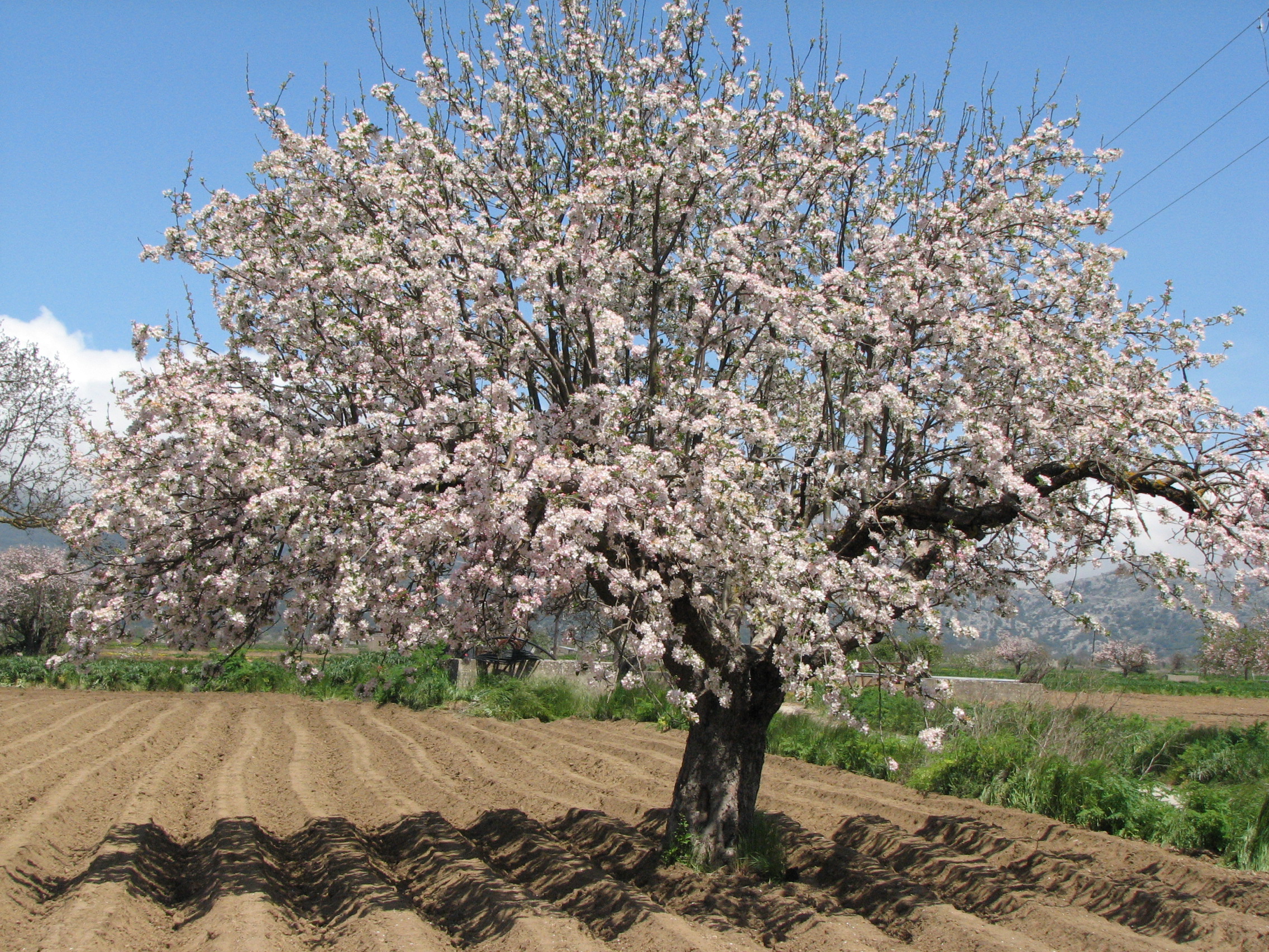 Apfel