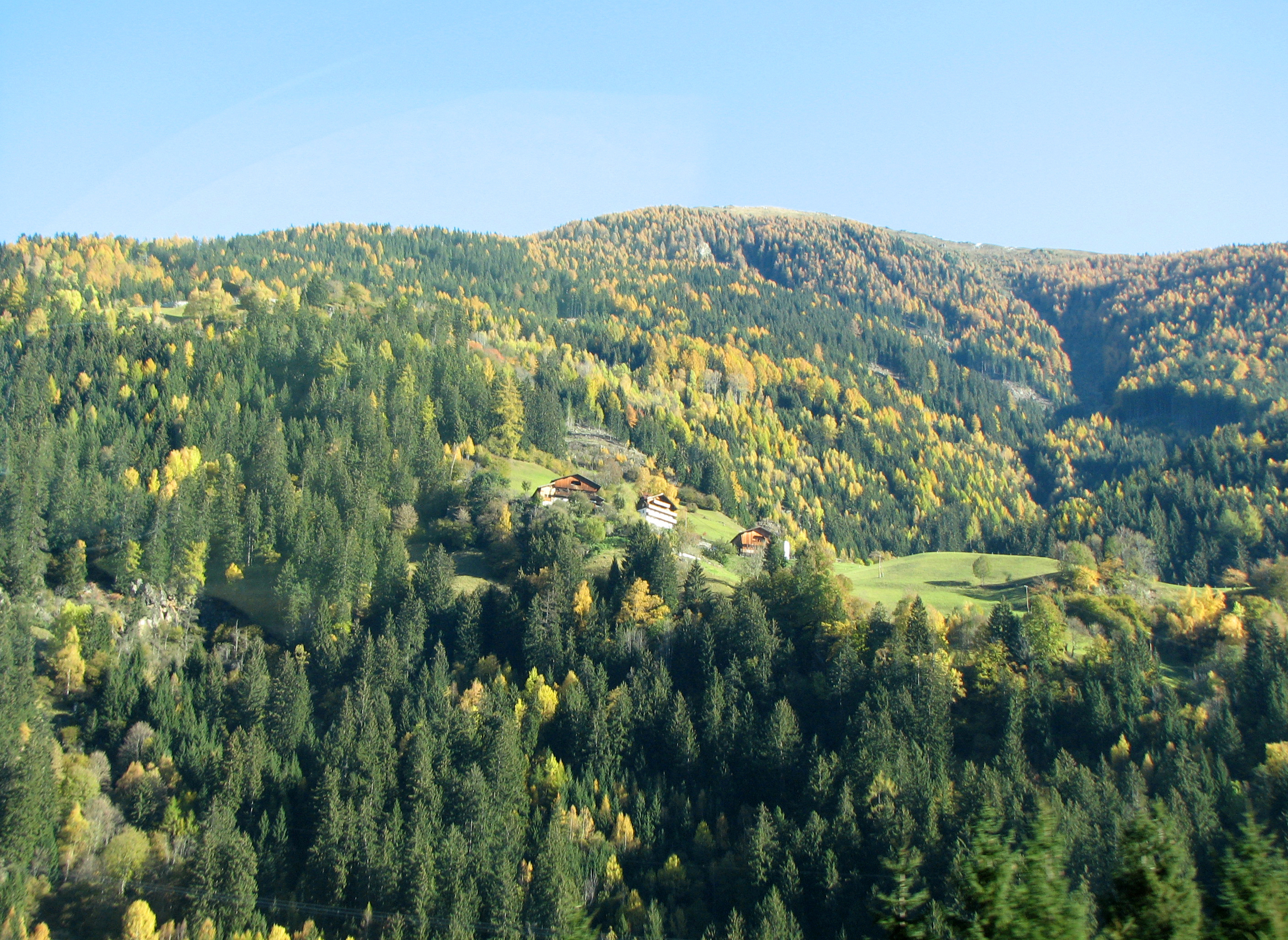 Europäische Lärche