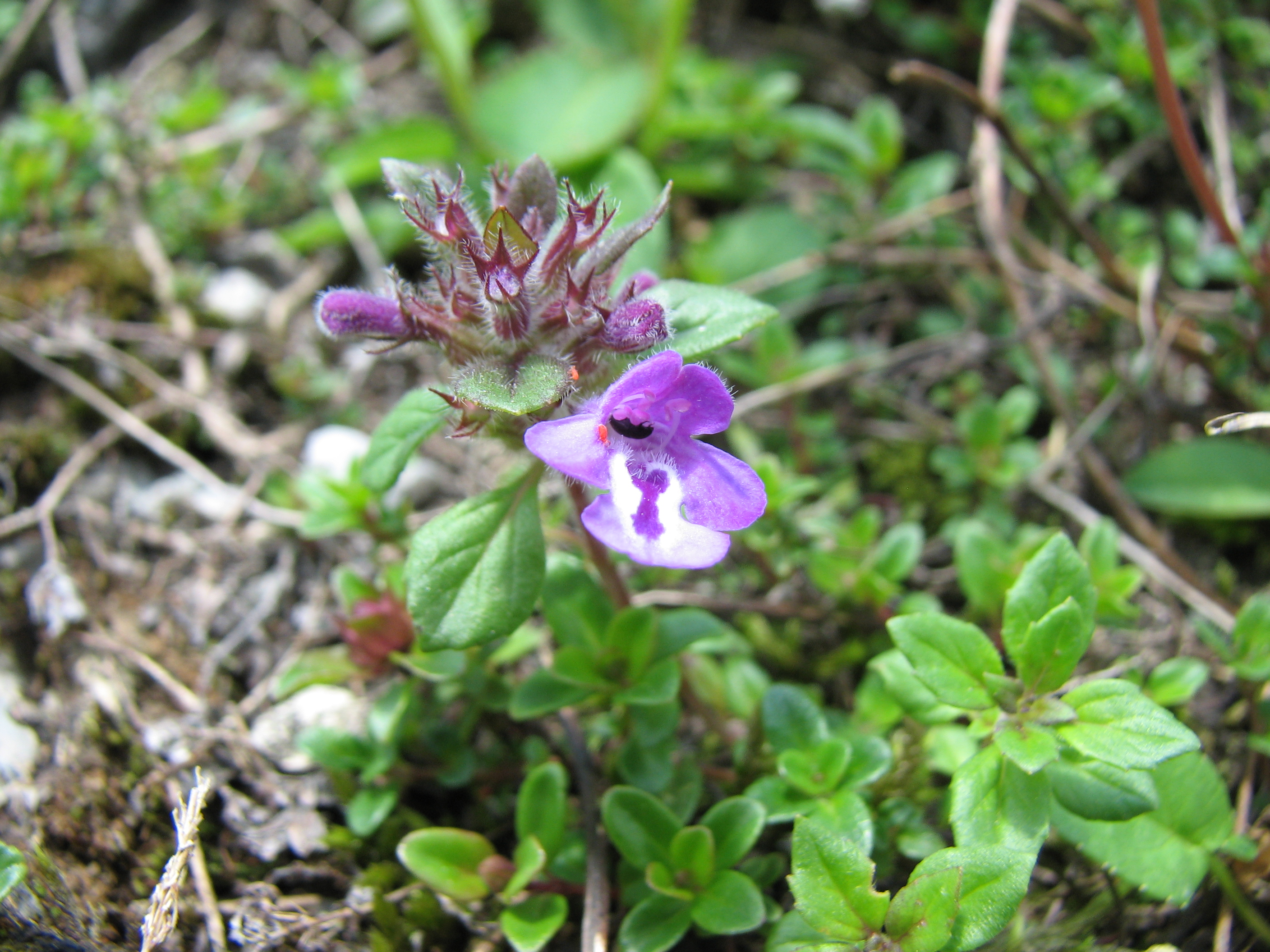 Alpensteinquendel