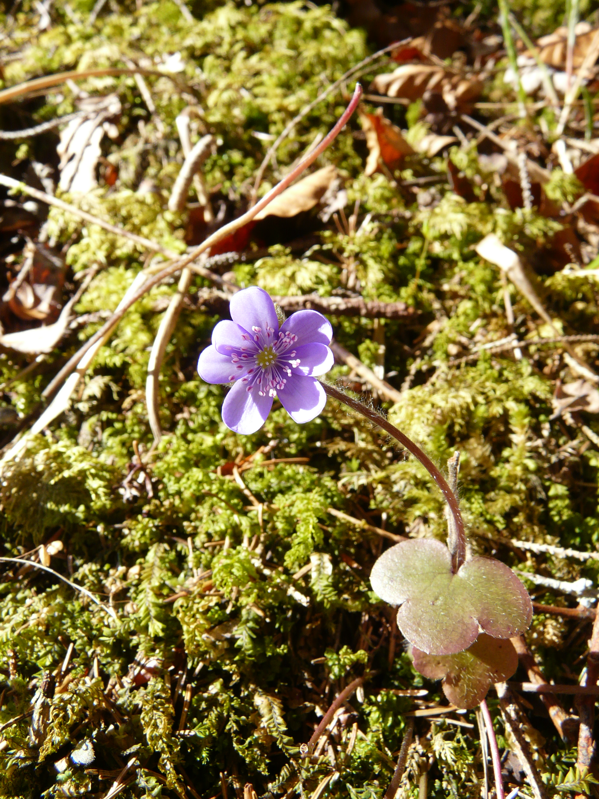 Leberblümchen