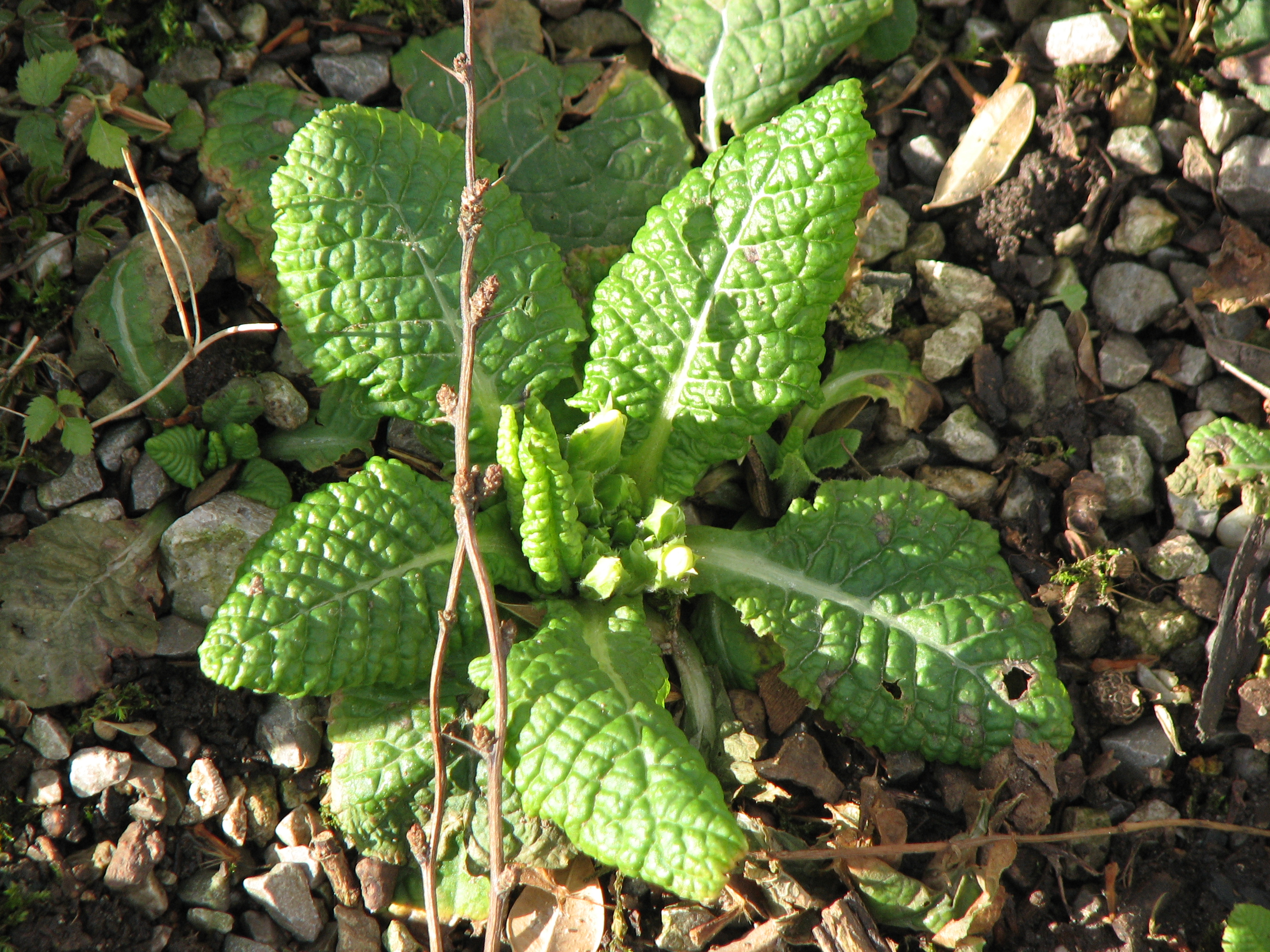 Hohe Schlüsselblume