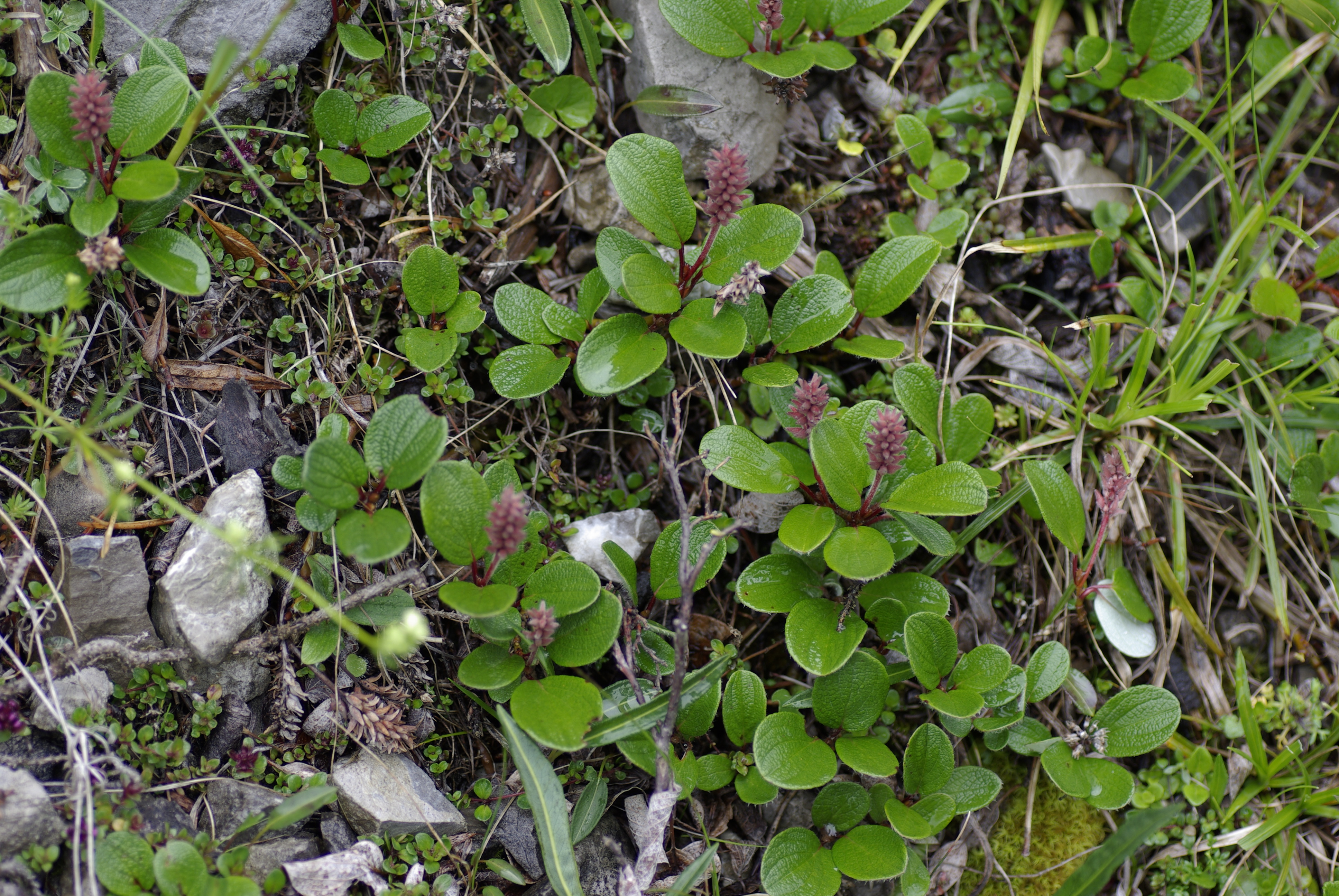 Netzblättrige Kriechweide