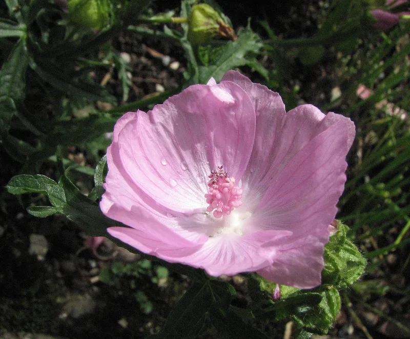 Wilde Balkongärtnerei