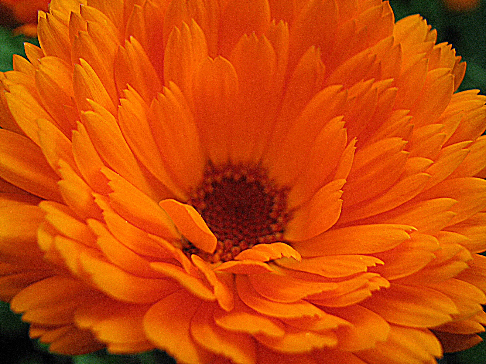 Ringelblume