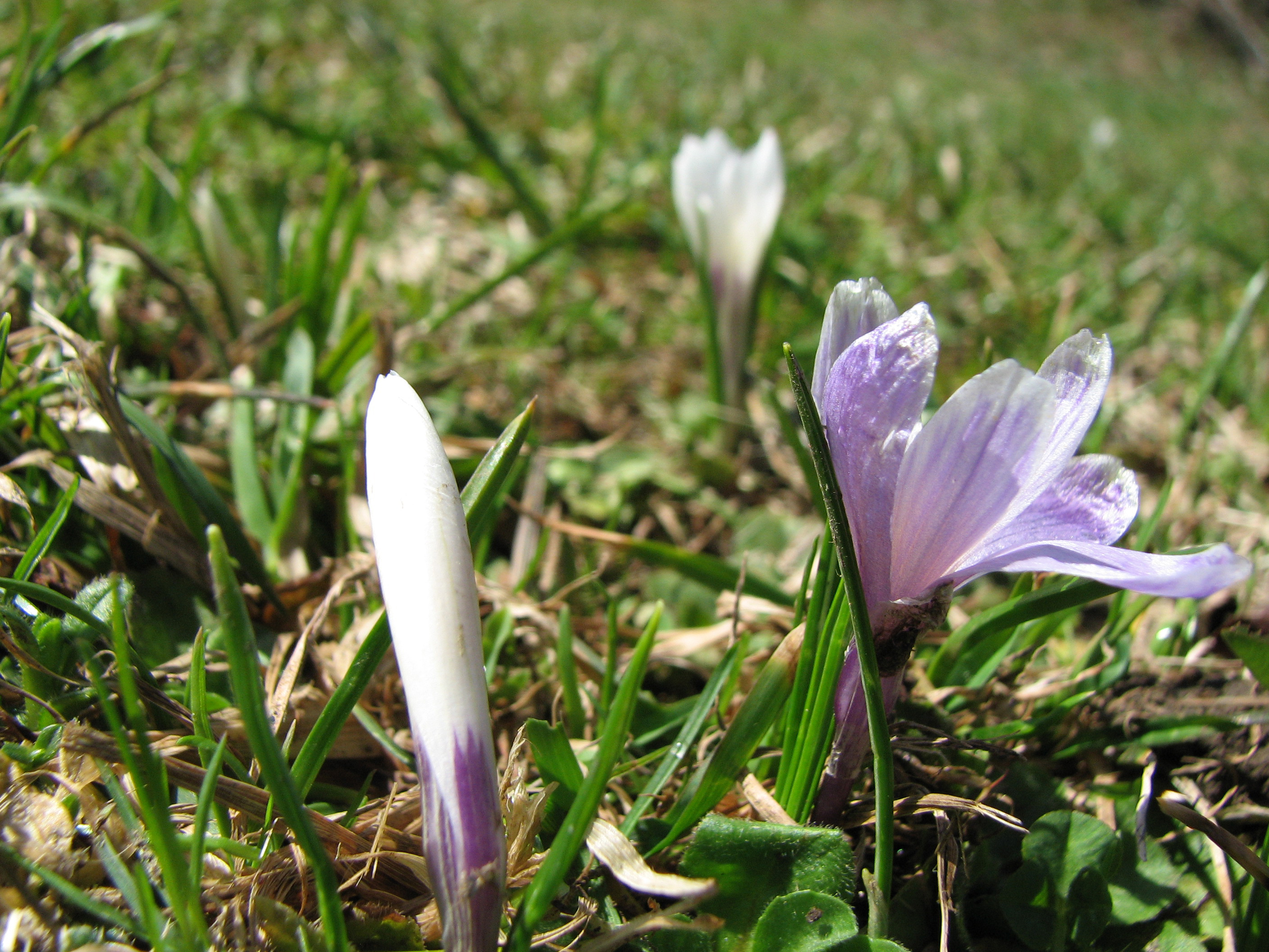 Frühlingskrokus