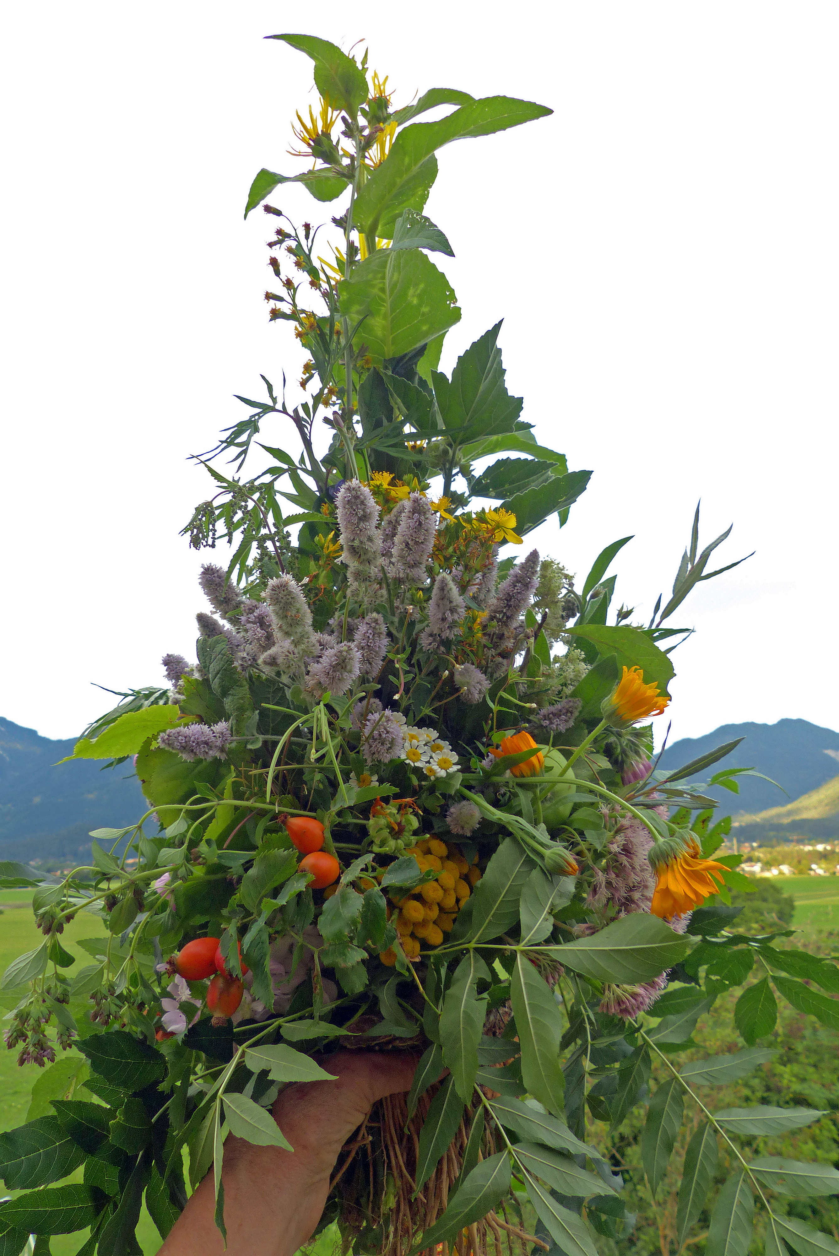 <p>Kräuterbuschen</p>