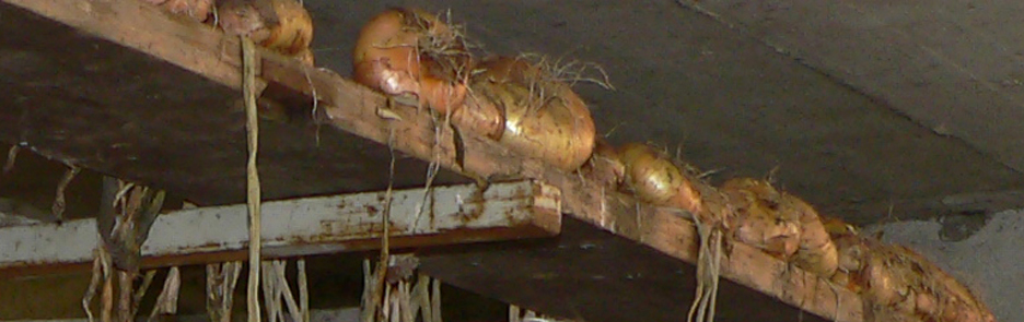 Küchenzwiebel