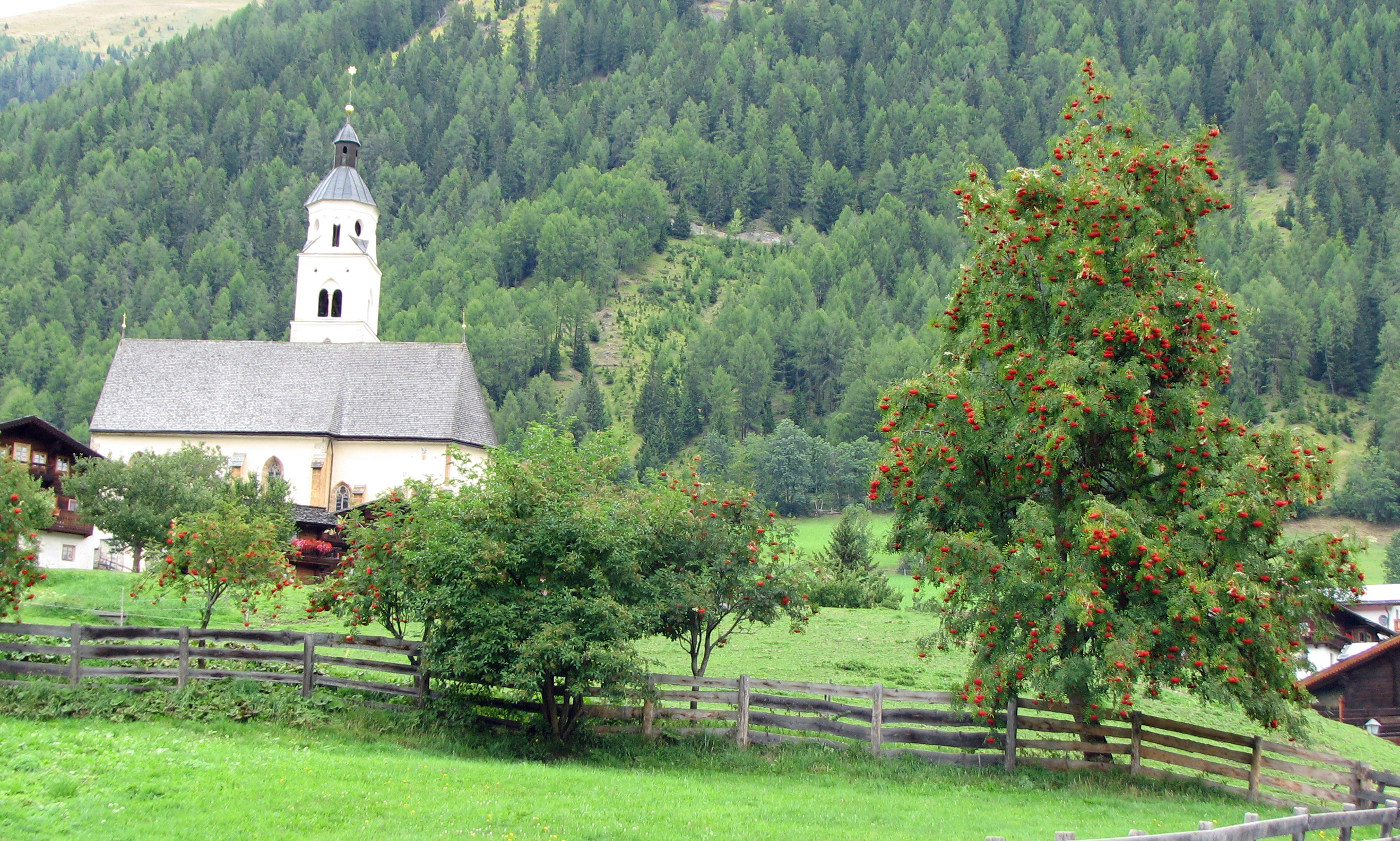 Vogelbeere