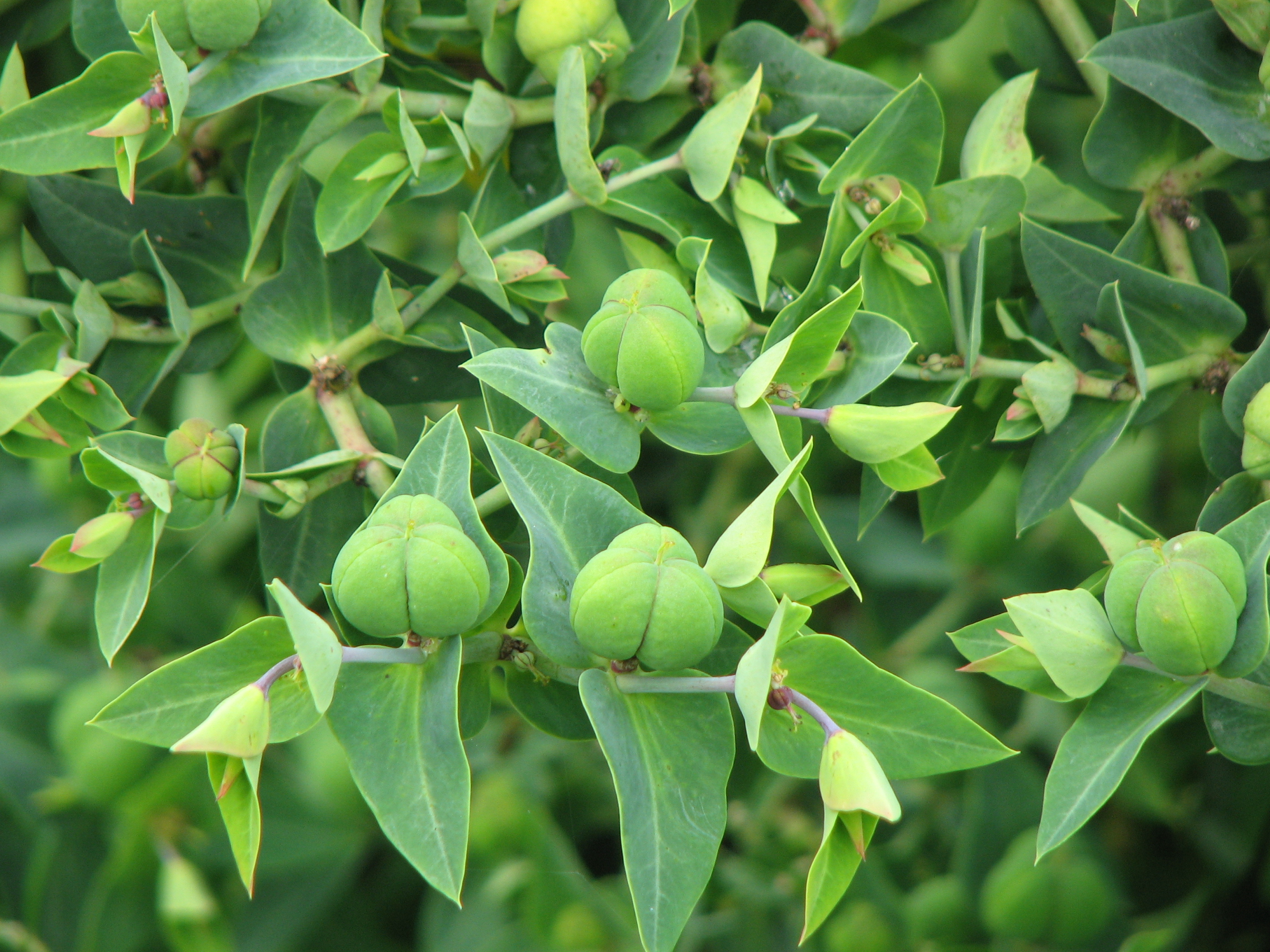 Kreuzblättrige Wolfsmilch