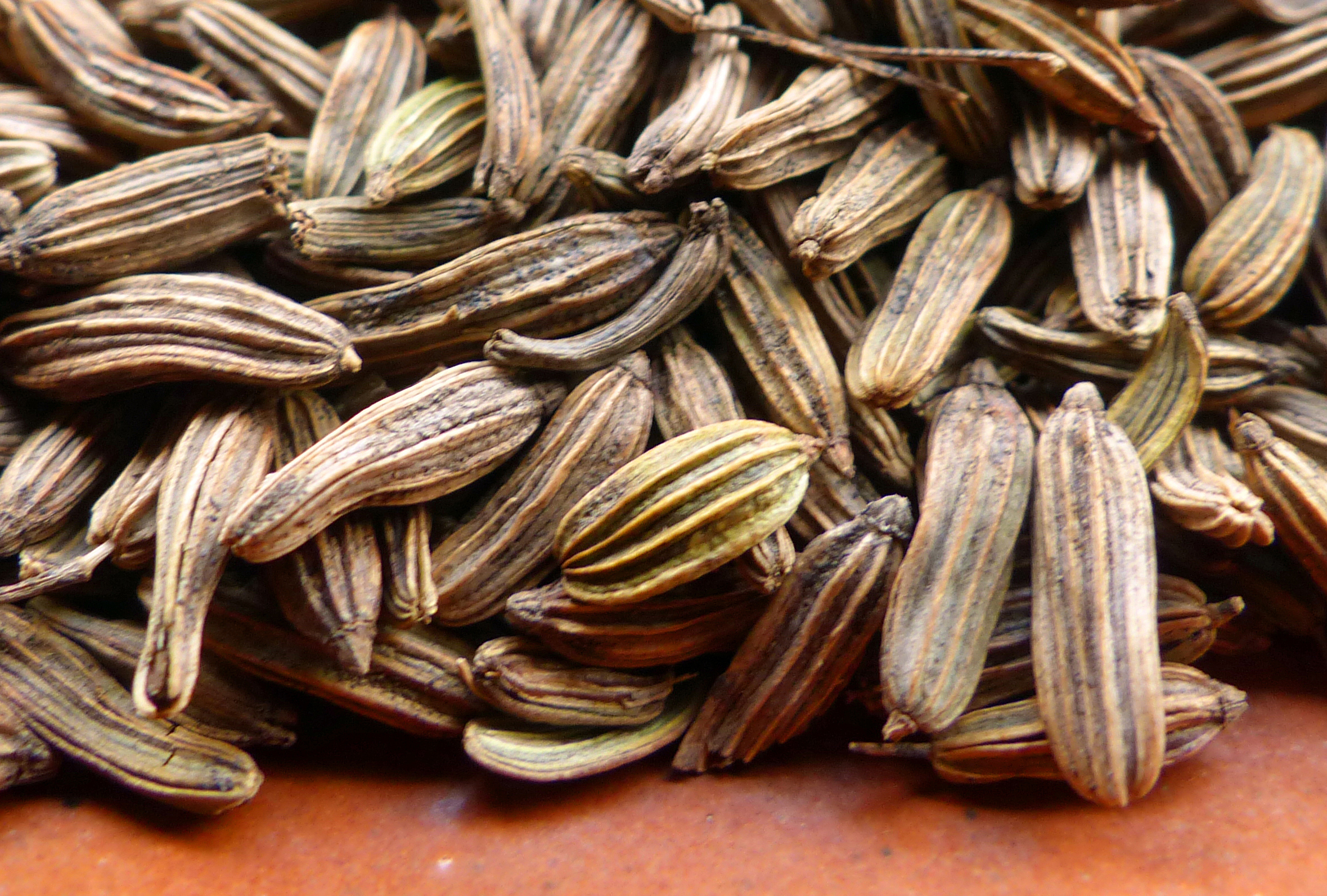 Gewürzfenchel