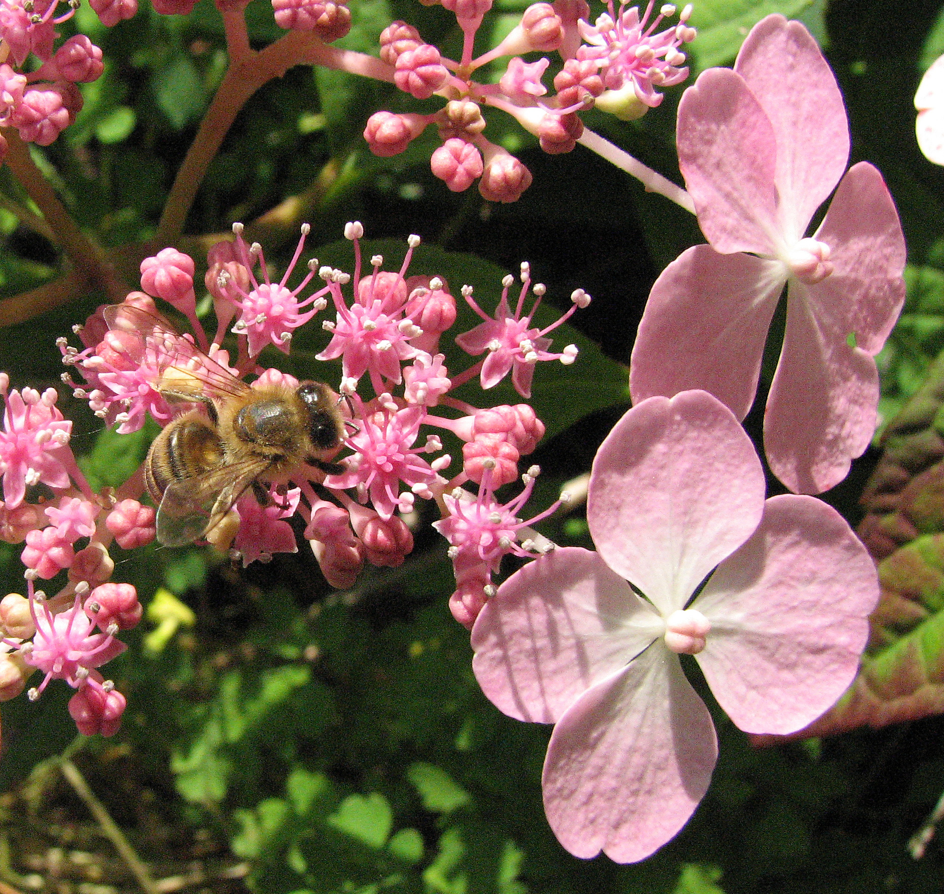 Bauernhortensie