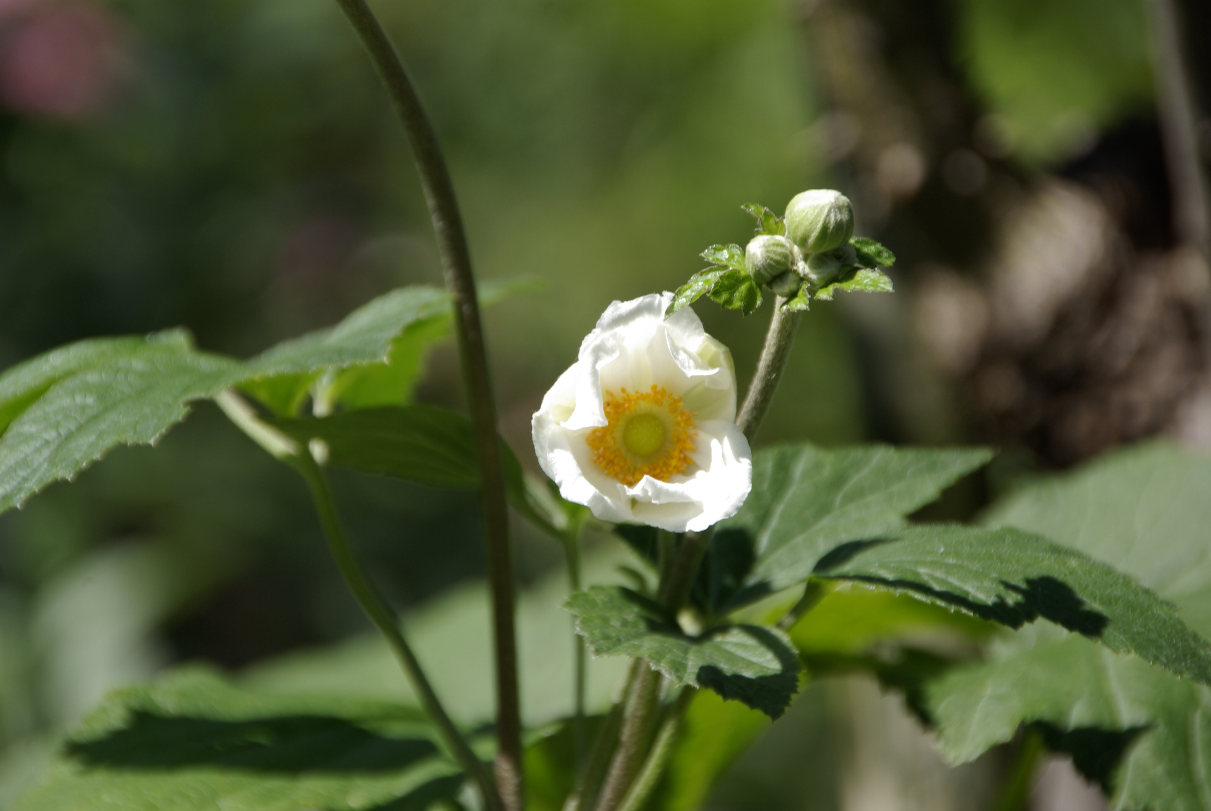 Herbstanemone