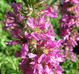 Blutweiderich