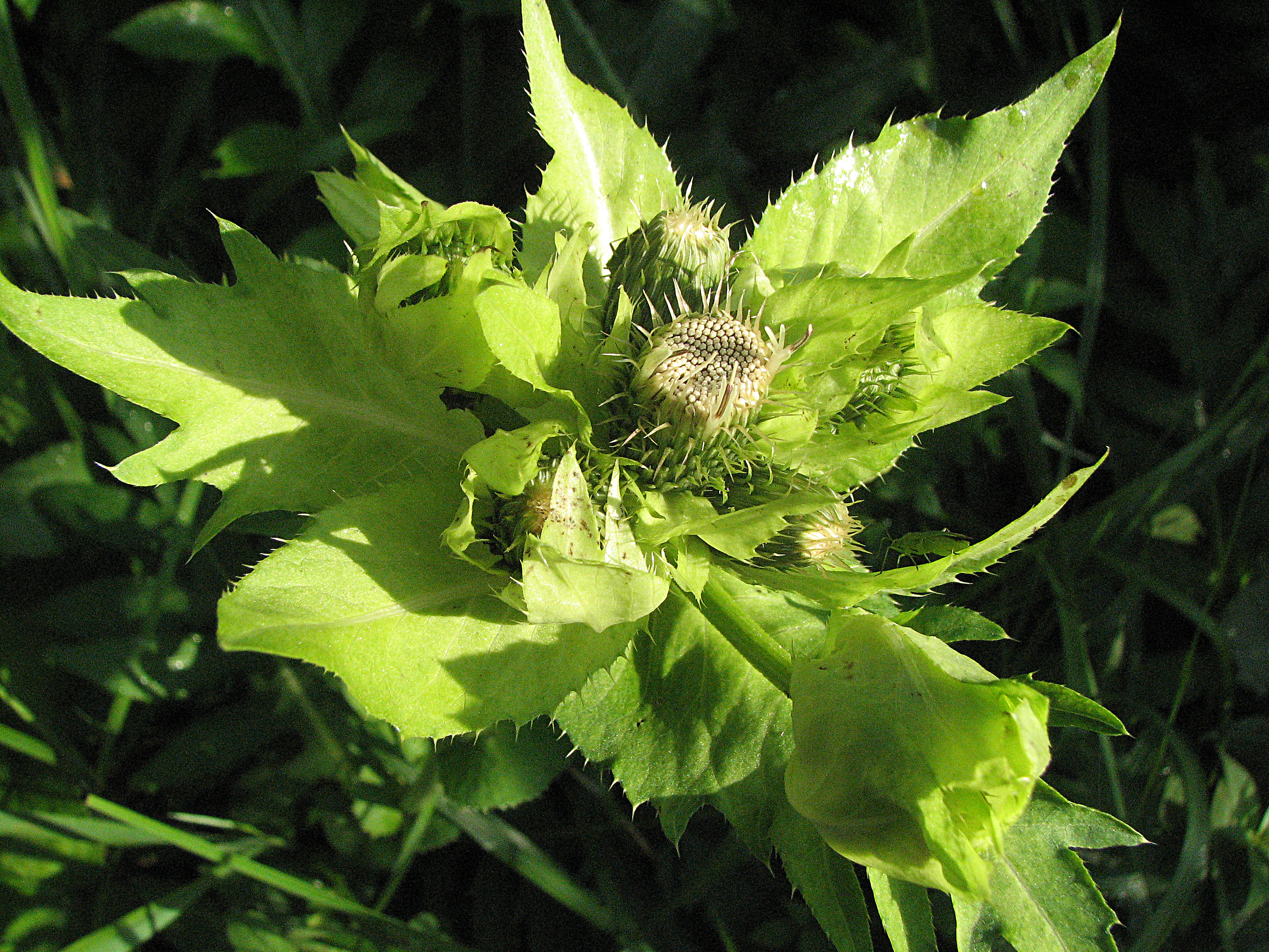 Kohlkratzdistel